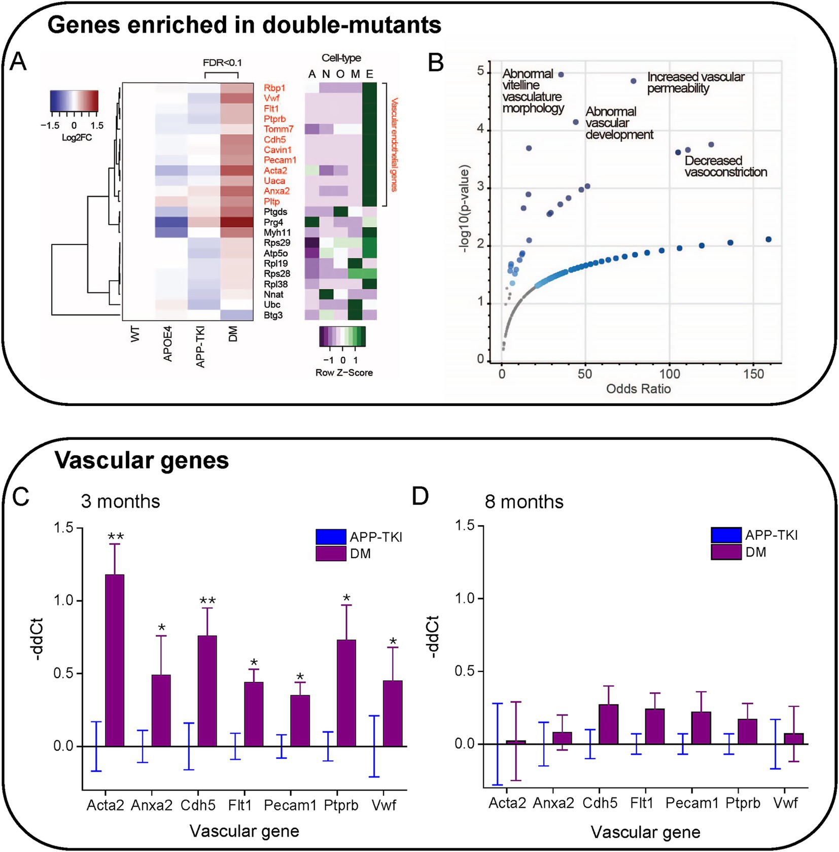 Genes enriched in double mutants are illustrated in four panels. Panel A shows a heatmap of gene expression with colors indicating log2 fold change. Panel B displays a scatter plot of odds ratios versus negative log p-values for various vascular phenotypes. Panel C is a bar graph depicting vascular gene expression at three months, comparing APP-TKI and DM groups. Panel D shows similar data at eight months. Purple and blue bars represent different experimental groups, with significance noted by asterisks.