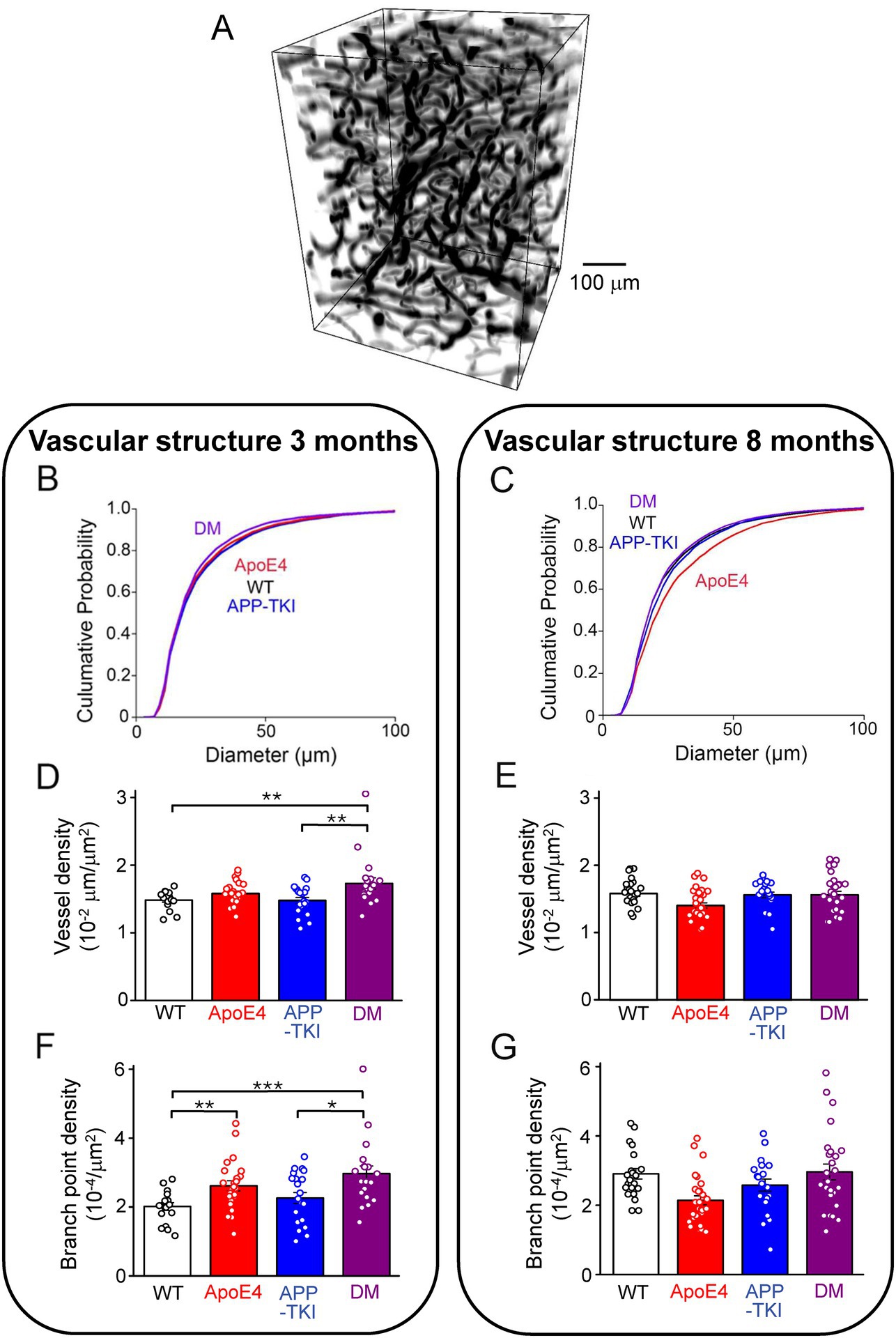 3D visualization of vascular structure is depicted. Graphs B and C show cumulative probability of vascular diameter at three and eight months, with lines representing different mice groups. Bar graphs D and E display vessel density, while F and G show branch point density across various genotypes. Significant differences are indicated by asterisks.