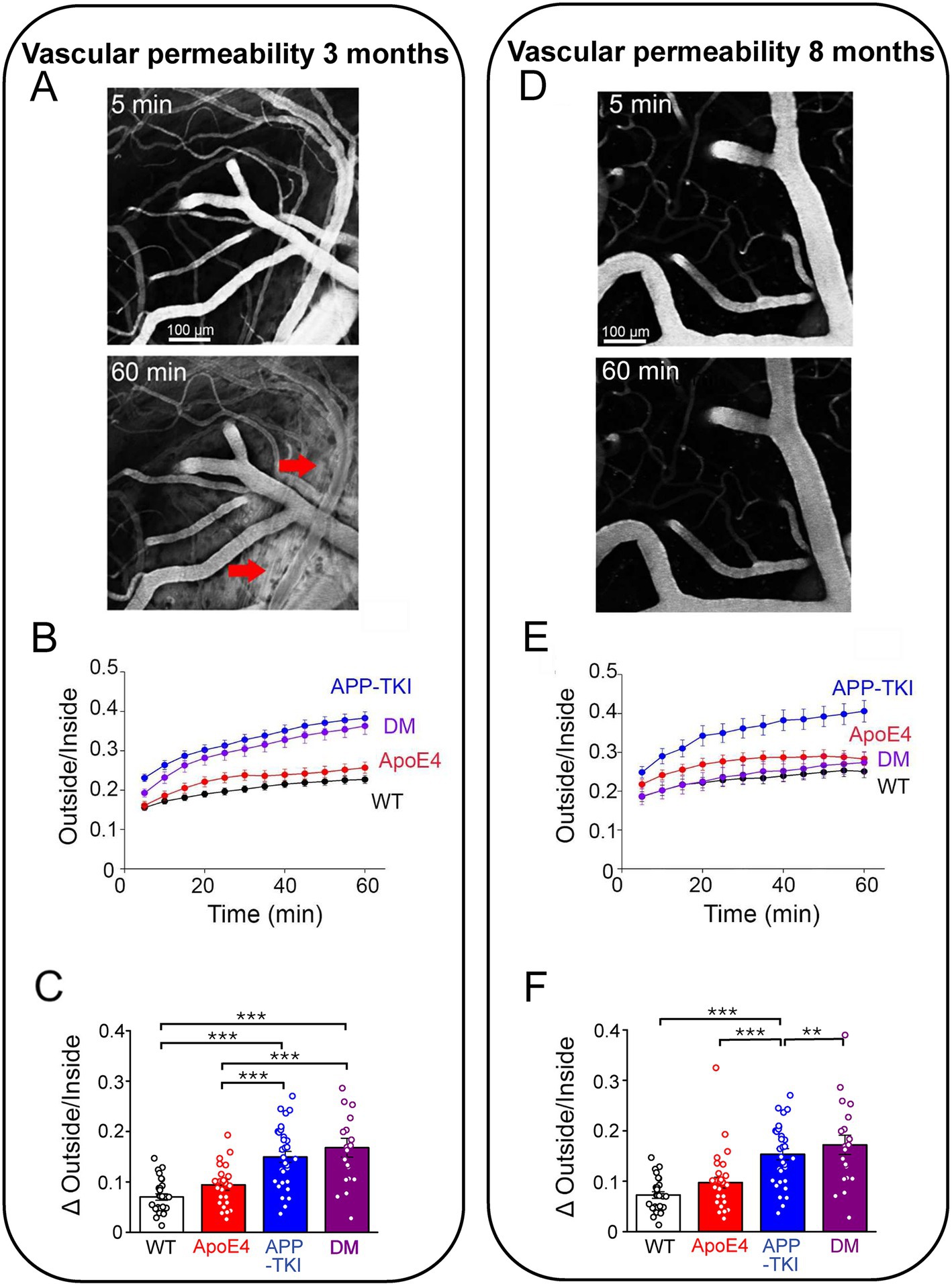 Two panels show vascular permeability at three and eight months. Images A and D display blood vessels with visible permeability changes over time, marked at 5 and 60 minutes. Graphs B and E plot