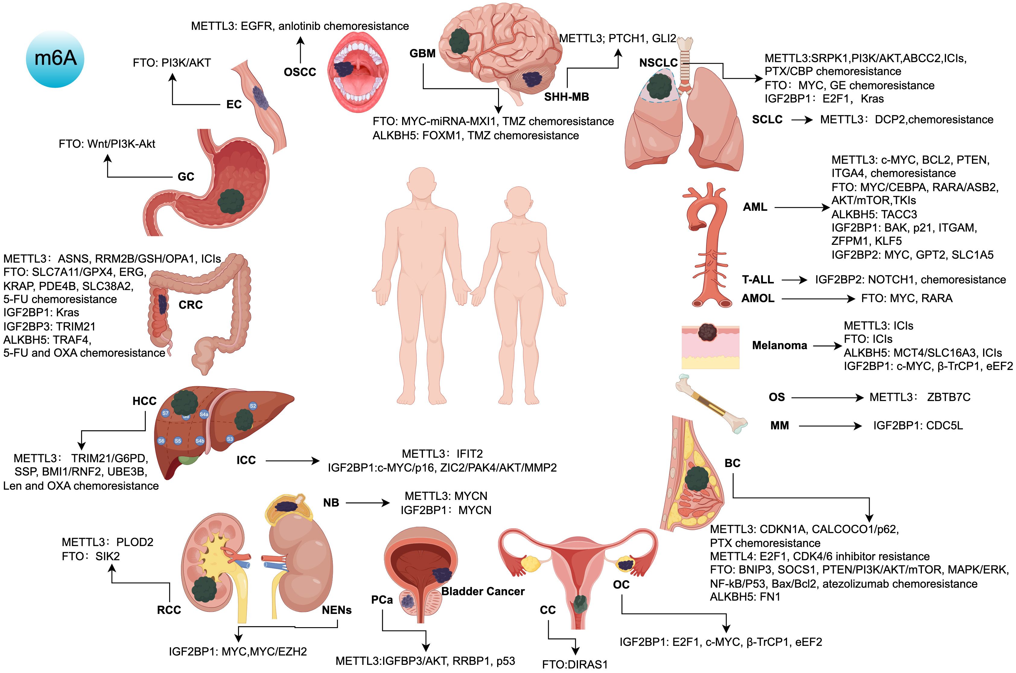 Diagram illustrating the role of m6A methylation in various cancers, depicting human male and female figures surrounded by labeled organs. Connections highlight associations of m6A regulators (like METTL3, FTO, etc.) with different cancers, including gastric cancer, liver cancer, and lung cancer, indicating mechanisms of chemoresistance and gene expressions involved.