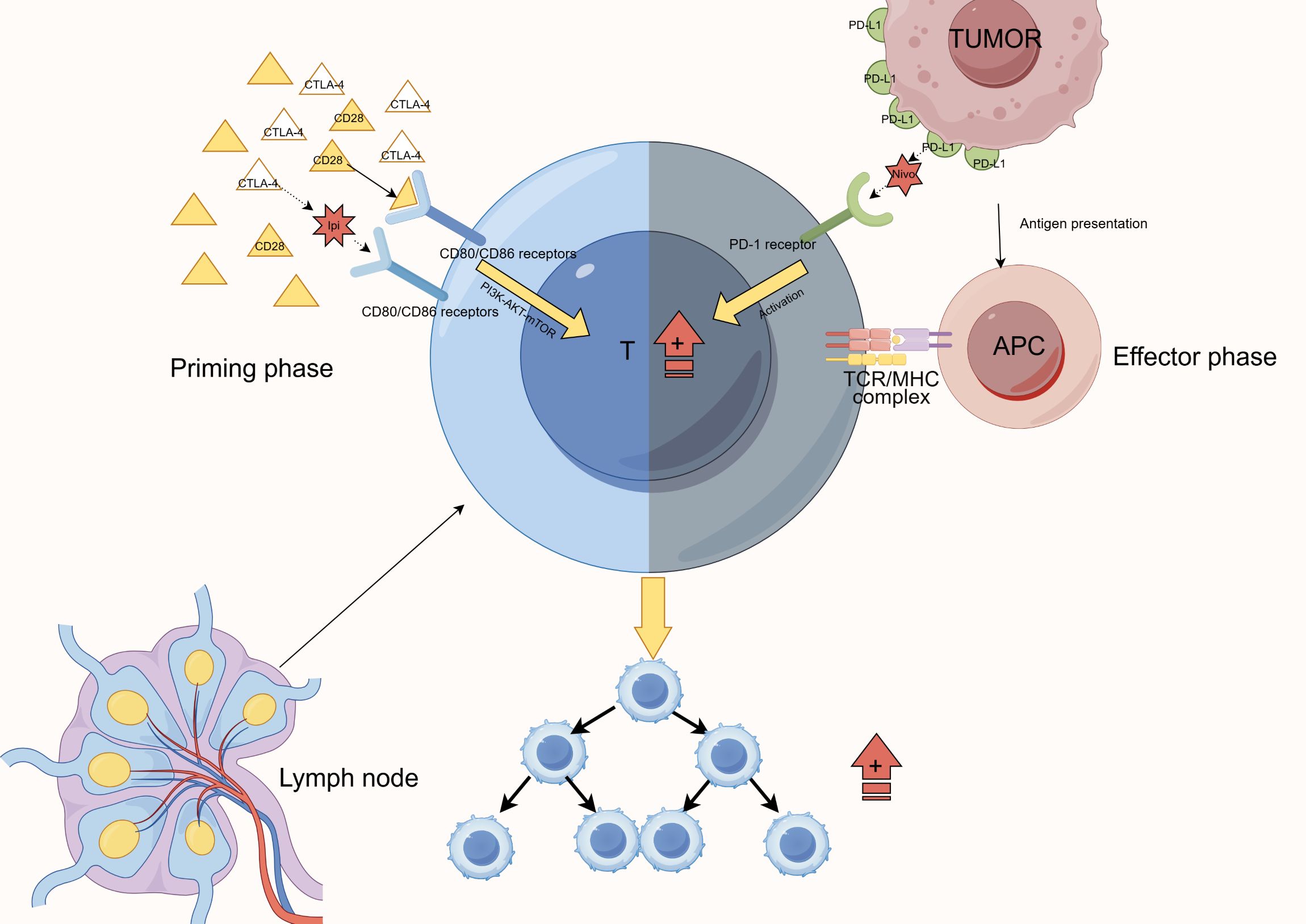 Diagram illustrating the priming and effector phases of T-cell activation in cancer immunotherapy. The priming phase involves CTLA-4 and CD28 interactions with CD80/CD86 receptors, regulated by Ipilimumab. The effector phase involves PD-1 and PD-L1 interactions, managed by Nivolumab. T-cells are shown engaging with antigen-presenting cells (APCs) and lymph nodes, highlighting the TCR/MHC complex and T-cell proliferation pathways.