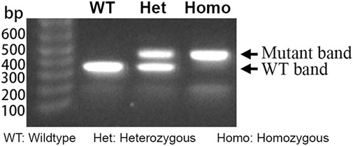 Gel electrophoresis image showing DNA bands. The lanes are labeled WT (Wildtype), Het (Heterozygous), and Homo (Homozygous). WT shows a single band, Het shows both a mutant and WT band, and Homo shows only a mutant band. The DNA ladder on the left ranges from 100 to 600 base pairs.