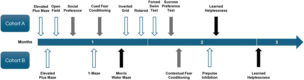 Timeline diagram showing the experimental schedule for two cohorts over three months. Cohort A undergoes Elevated Plus Maze, Open Field, Social Preference, Cued Fear Conditioning, Inverted Grid, Rotarod, Sucrose Preference, and Learned Helplessness tests. Cohort B follows with Elevated Plus Maze, Y-Maze, Morris Water Maze, Contextual Fear Conditioning, Prepulse Inhibition, and Learned Helplessness tests. Each test is indicated with arrows at specific time points.