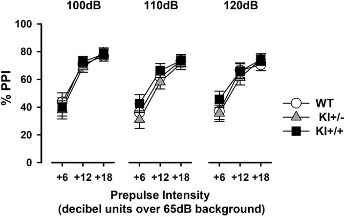 Line graph showing the percentage of prepulse inhibition (PPI) against prepulse intensity at 100, 110, and 120 decibels. Three lines represent different groups: WT (circle), KI+/- (triangle), and KI+/+ (square). PPI increases with intensity in all groups.