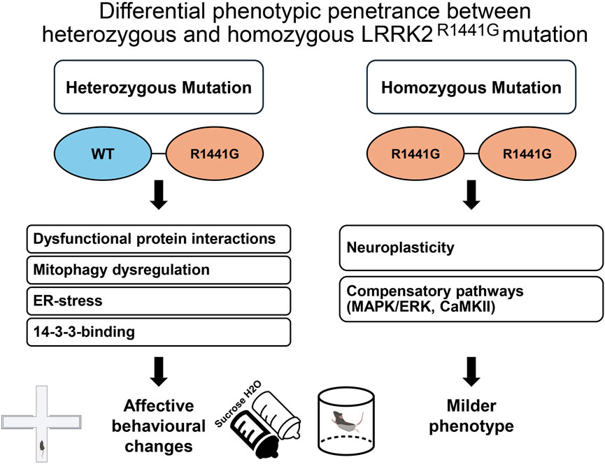 Flowchart illustrating the differential phenotypic penetrance between heterozygous and homozygous LRRK2 R1441G mutations. The heterozygous mutation involves WT and R1441G leading to dysfunctional protein interactions, mitophagy dysregulation, ER stress, and 14-3-3 binding, resulting in affective behavioral changes. The homozygous mutation involves two R1441G leading to neuroplasticity and compensatory pathways (MAPK/ERK, CaMKII), resulting in a milder phenotype. Icons of a lab rat in a maze and a sucrose-water test are included.