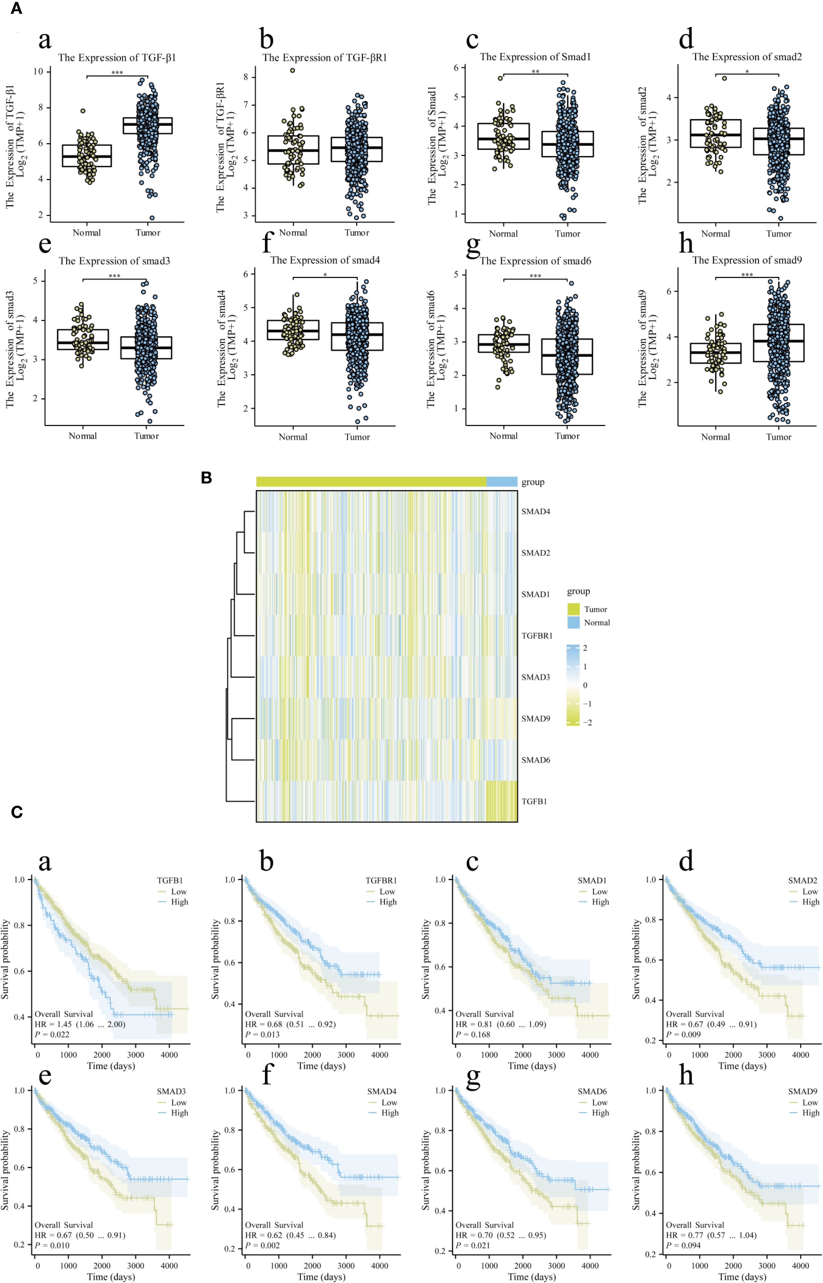 Panel A shows box plots comparing the expression levels of TGF-β1, TGF-βR1, and several SMAD proteins in normal and tumor tissues. Panel B is a heat map displaying expression patterns of these proteins across samples, with hierarchical clustering. Panel C contains Kaplan-Meier survival curves for patient groups with high and low expression of TGF-β1, TGF-βR1, and SMAD proteins, showing varying survival probabilities over time.