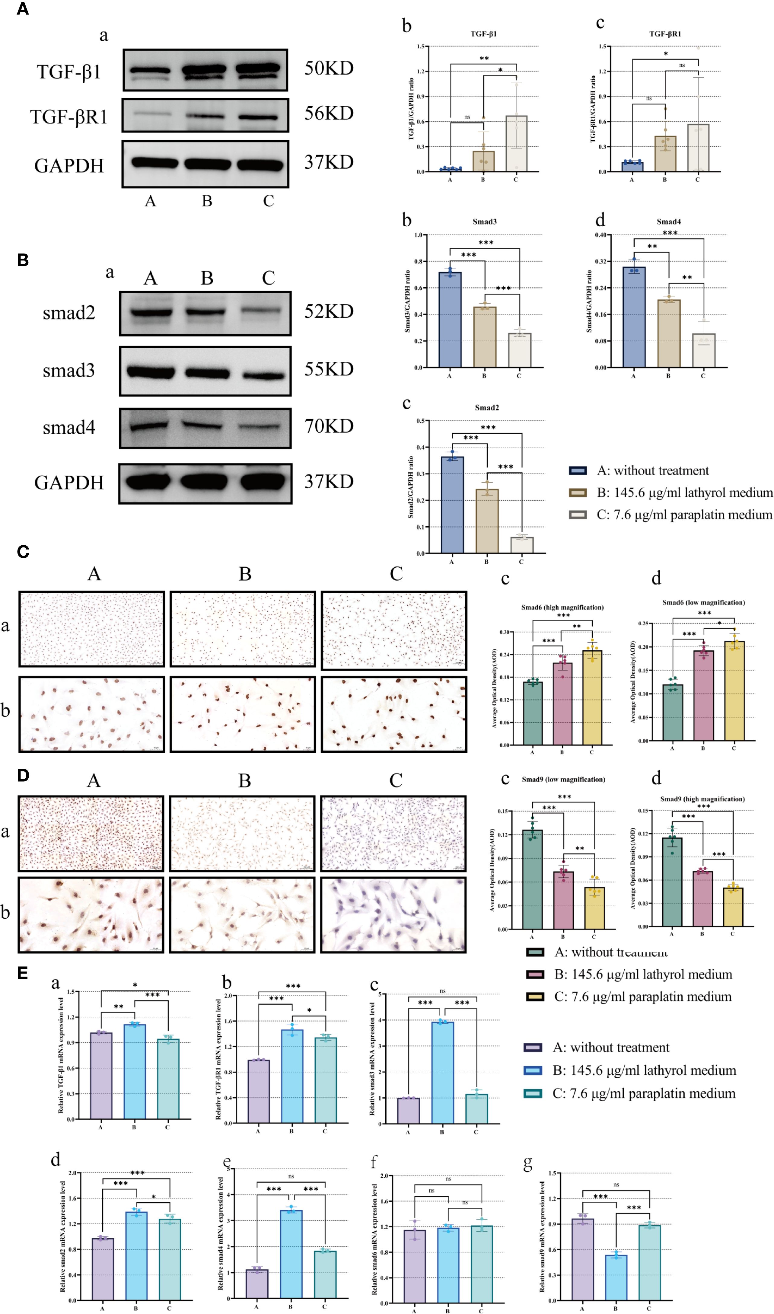 Western blot and immunohistochemistry analyses of TGF-beta signaling in three experimental conditions: A) untreated, B) lathyrol medium, and C) paraplatin medium. Blots show protein levels of TGF-beta1, TGF-betaR1, Smad2, Smad3, Smad4, and GAPDH. Charts depict quantitative comparisons of protein expression and mRNA levels across conditions, showing significant differences with statistical notations (* p < 0.05, ** p < 0.01, *** p < 0.001). Immunohistochemistry images present high and low magnifications, highlighting Smad6/7 and Smad9 expression, with corresponding bar graphs illustrating quantifications.