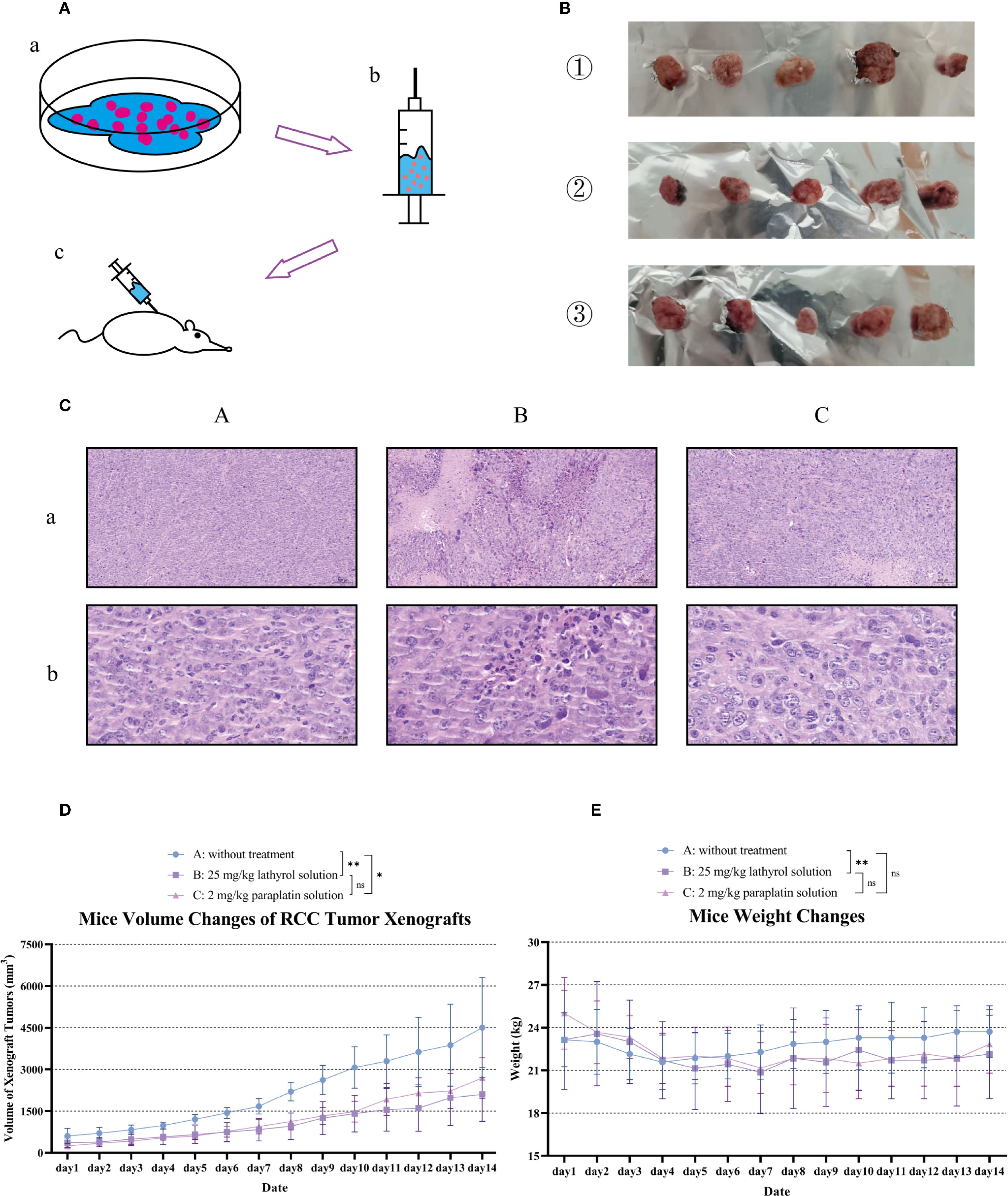 Diagram depicting a research experiment with multiple panels. A) Illustrations show the process from cell culture (a) to syringe (b) injecting into a mouse (c). B) Three sets of excised tumor samples. This figure was previously presented in the author’s (Shengyou Song) unpublished postgraduate dissertation. C) Microscopic images of tissue sections with differing treatments. D) Line chart tracking changes in tumor volume over 14 days for three treatment groups: no treatment, 25 mg/kg Iathyriol solution, and 2 mg/kg parariptin solution. E) Line chart showing the weight changes of mice for the same treatment groups over 14 days.