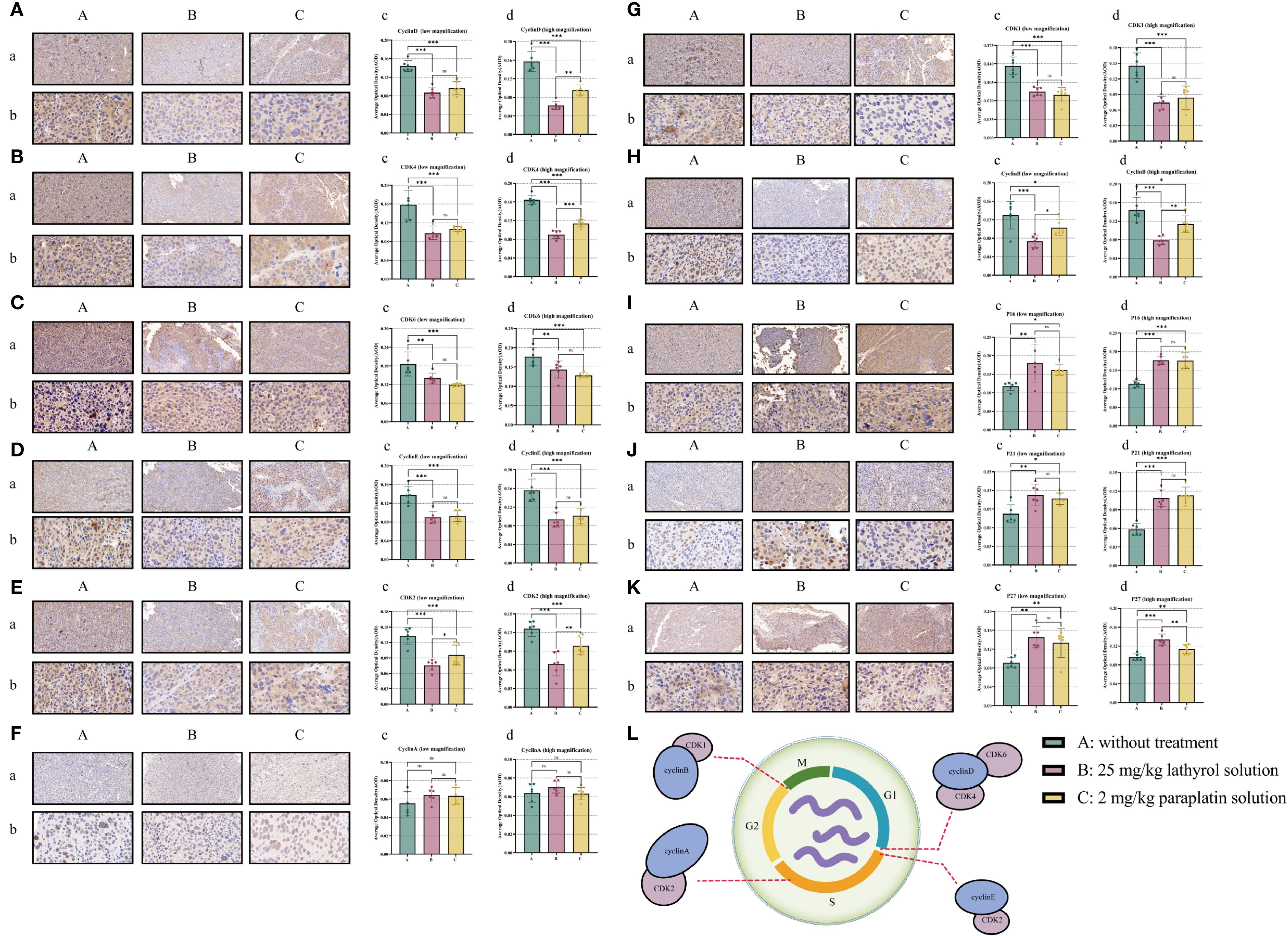 Tissue samples show three treatments: A (without treatment), B (twenty-five milligram per kilogram lathyrol solution), and C (two milligram per kilogram paraplatin solution). Each treatment is represented in two magnifications across panels A to K, with corresponding bar graphs illustrating results for Cyclin B, CDK4, CDK6, Cyclin D, and PI3. Panel L depicts a cell cycle diagram with associations to cyclins and CDKs.