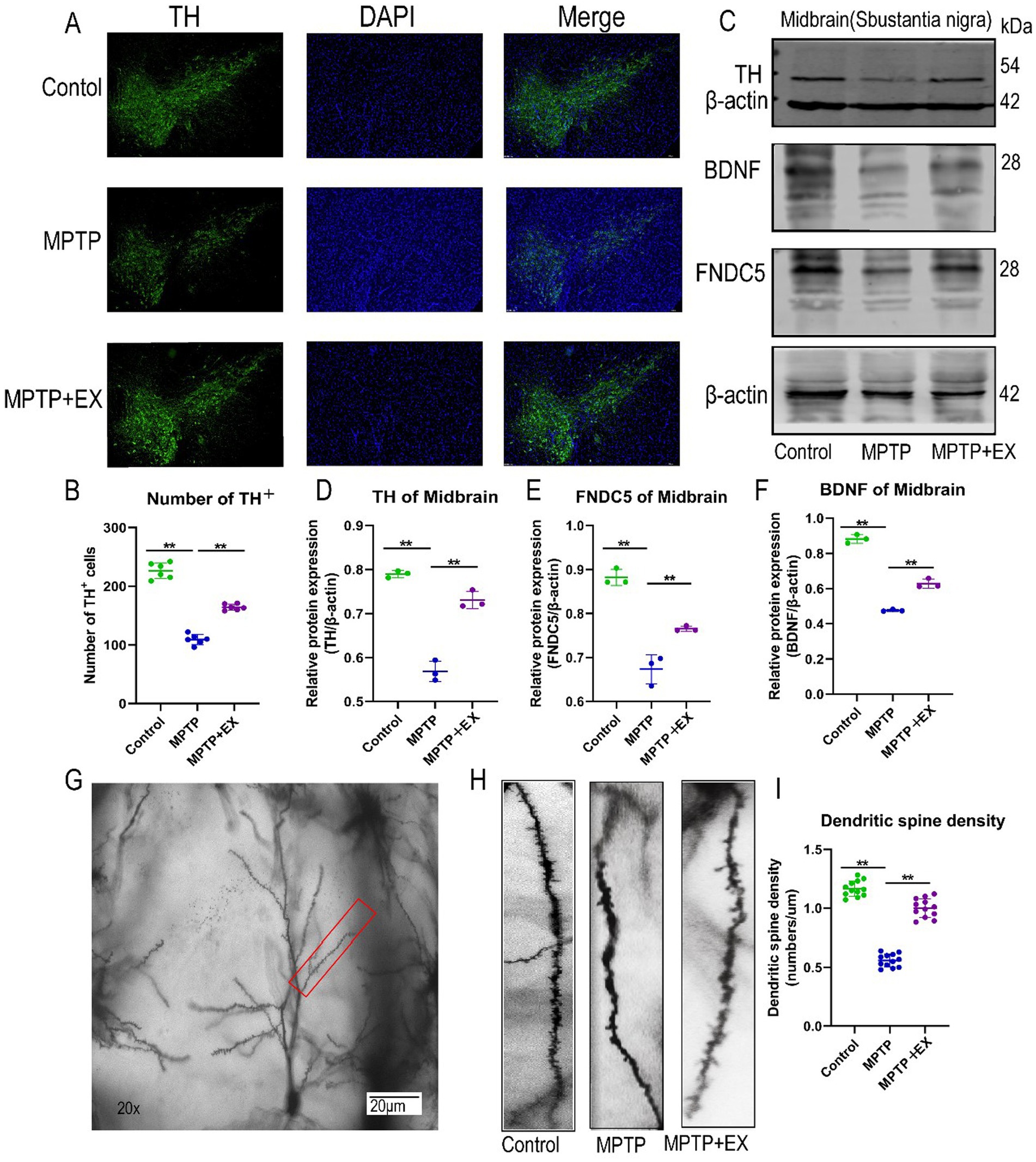 Group of scientific images displaying analysis of brain sections and protein expression in different conditions. Panel A shows immunofluorescence images of TH and DAPI staining, compared across Control, MPTP, and MPTP+EX conditions. Panel B to F present graphs of TH-positive cell count and relative protein expression levels of TH, FNDC5, and BDNF. Panel C includes western blot images of these proteins. Panel G shows a microscopic image of a brain section with a marked area. Panel H displays dendritic spine images, and Panel I is a graph on dendritic spine density, showing differences across conditions.