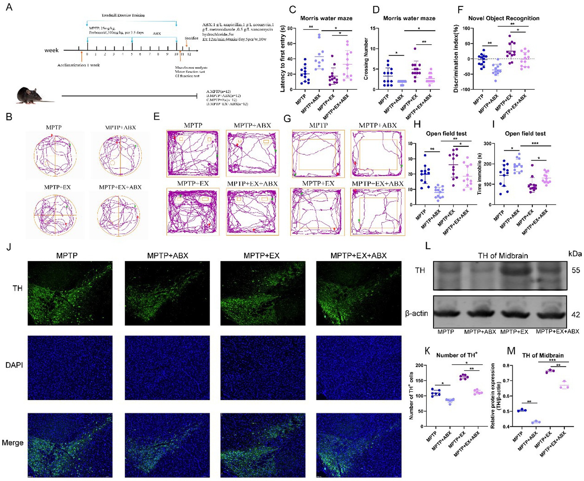 Scientific illustration showing various research data and analyses about MPTP-treated mice with different interventions. Panels include diagrams, test results, and microscopy images. Highlights behavioral tests like Morris water maze, open field tests, and novel object recognition with quantified statistical results. Diagrams depict experimental timelines and groups, while path tracings show movement patterns. Microscopy images display brain sections stained for specific markers and a blot showing TH and β-actin levels. Charts present quantified data with statistical comparisons between groups, indicating significance levels.