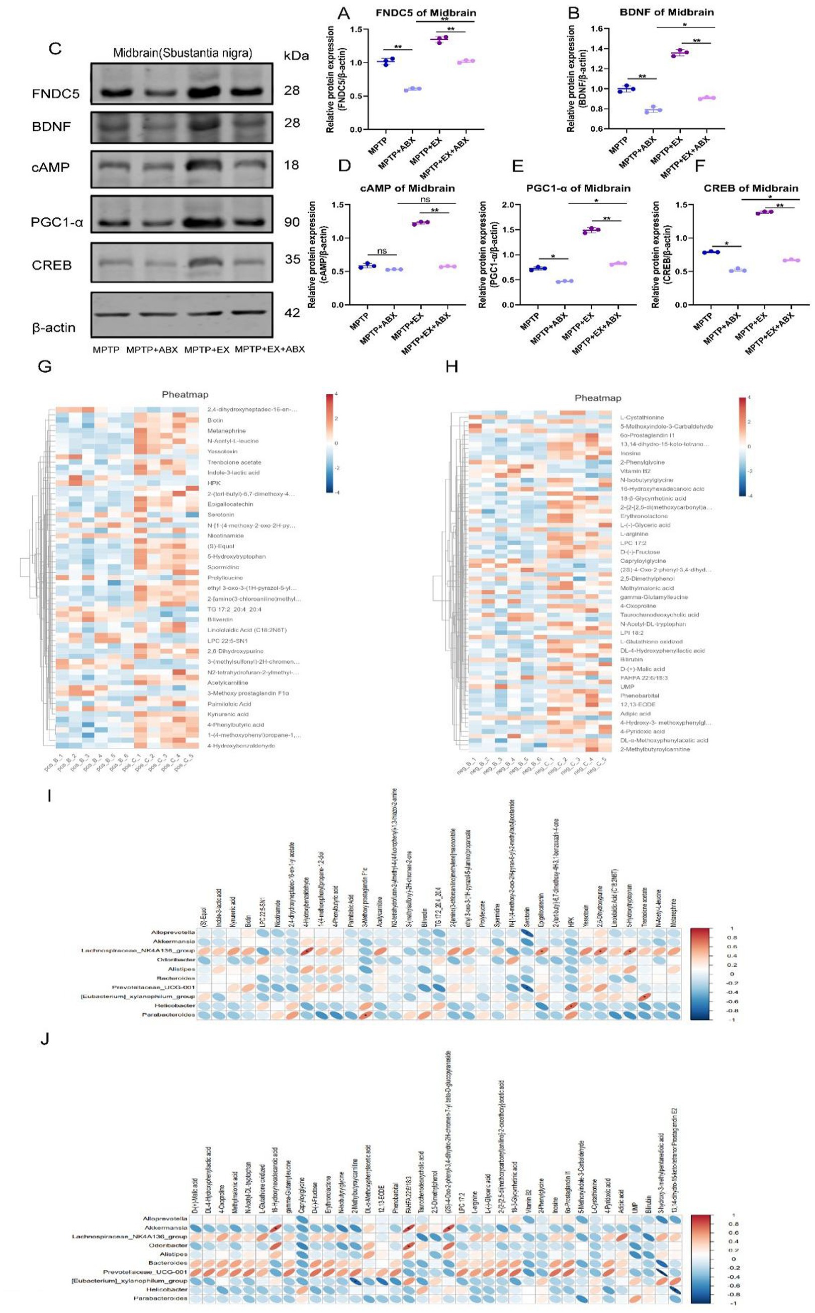 Western blot analysis and scatter plots display protein expression levels of FNDC5, BDNF, cAMP, PGC1-α, and CREB in the midbrain across different treatments: MPTP, MPTP plus ABX, MPTP plus EX, and MPTP plus EX plus ABX. Heatmaps G and H illustrate metabolite concentrations, while correlation matrices I and J show relationships between various metabolites across different conditions. Color gradients indicate expression levels and correlations.