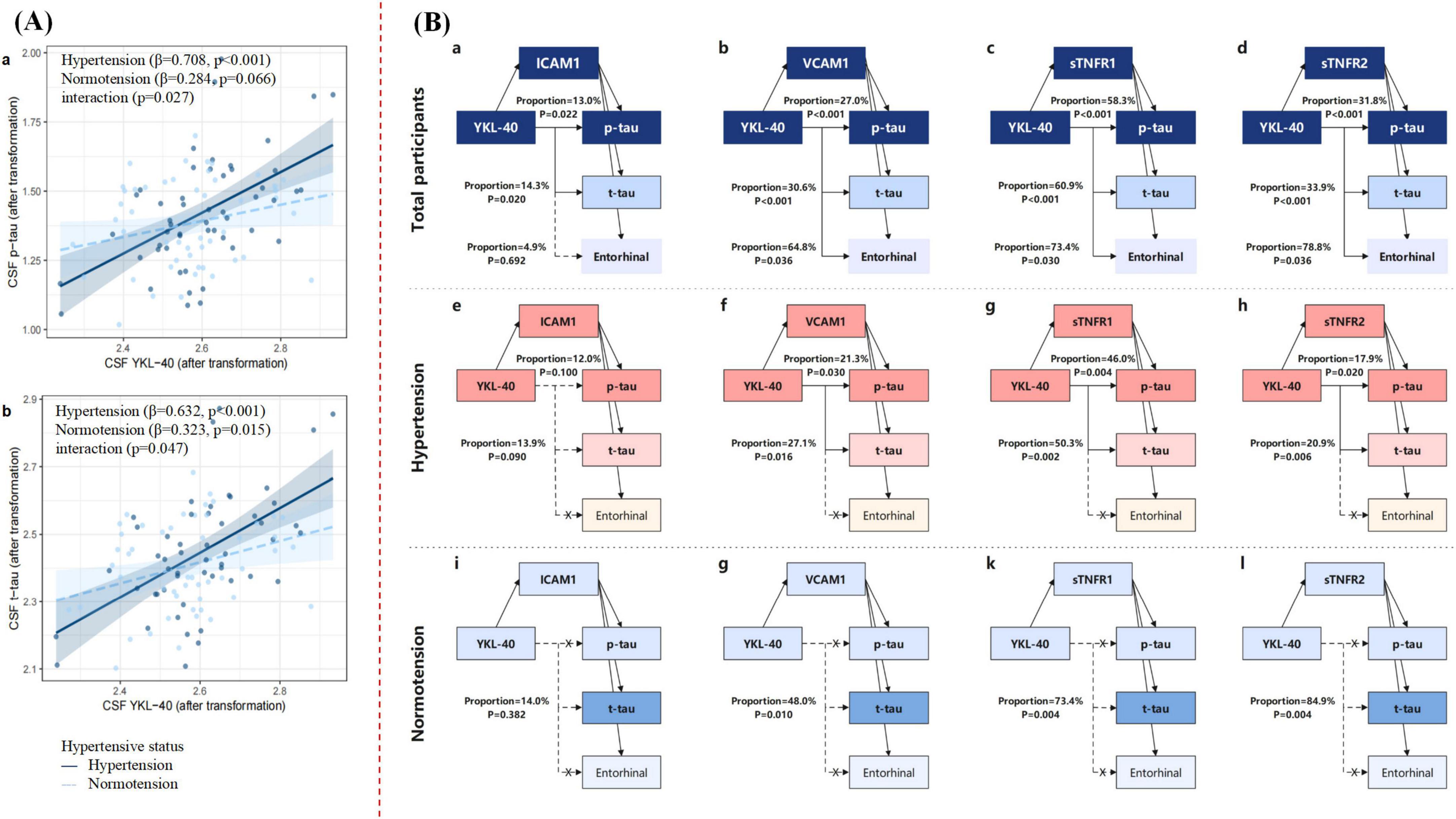 Interaction and mediation analyses display the relationships between biomarkers in individuals with hypertension and normotension. Part A shows interaction effects of CSF YKL-40 and hypertensive status on CSF p-tau and t-tau. Part B presents mediation analyses for four biomarkers (ICAM1, VCAM1, sTNFR1, sTNFR2) in total participants, with subdivisions for hypertension and normotension, illustrating proportions, pathways to YKL-40, p-tau, t-tau, and entorhinal outcomes. Statistical significance and interactions are noted in both sections.