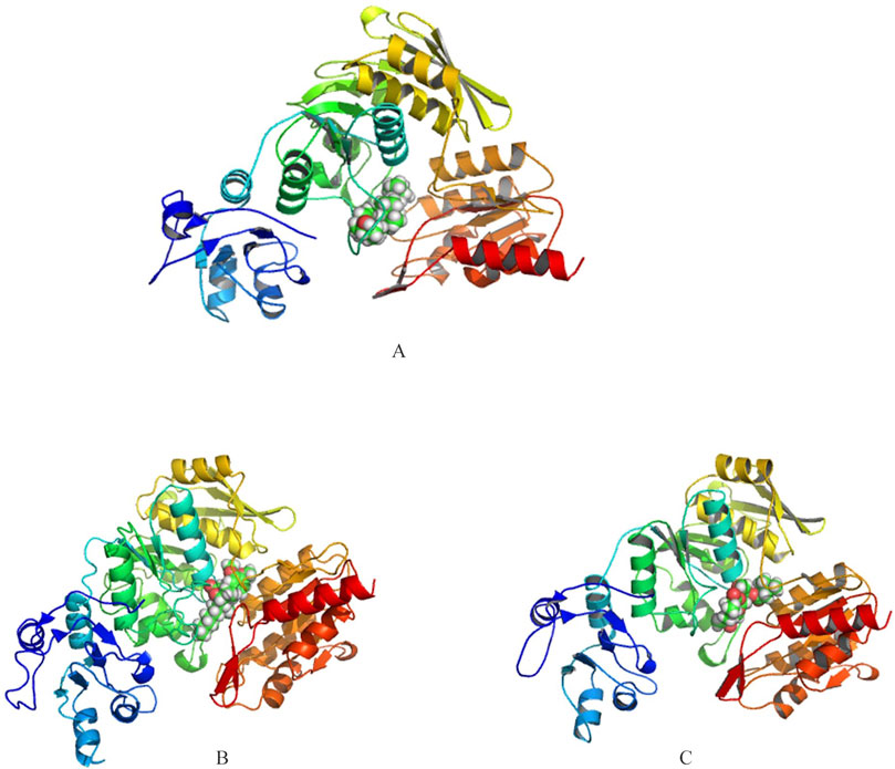 Three molecular structures labeled A, B, and C. Each structure displays a complex arrangement of helices and strands in various colors, including blue, green, yellow, and red. Spheres represent molecular bonds.