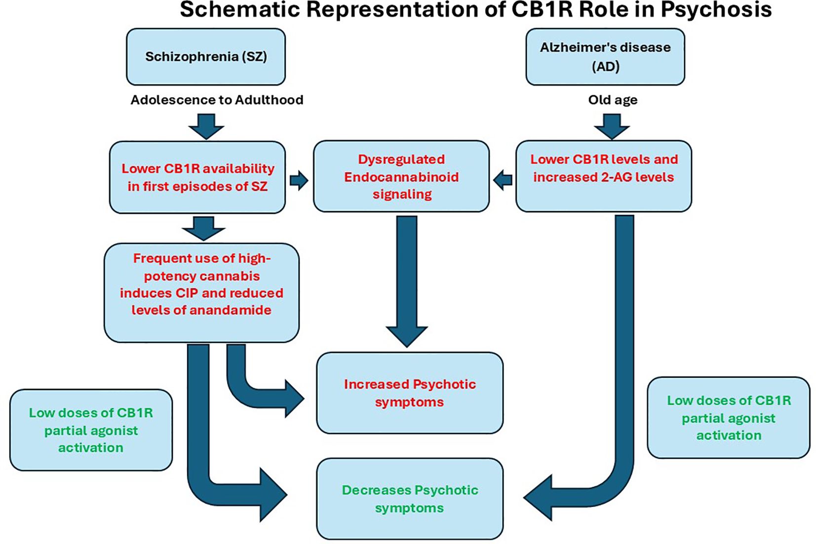 Schematic diagram showing the role of CB1R in psychosis. It compares schizophrenia from adolescence to adulthood with Alzheimer's disease in old age. Both conditions involve dysregulated endocannabinoid signaling but differ in CB1R availability. Schizophrenia features lower CB1R and frequent high-potency cannabis use, while Alzheimer's involves lower CB1R and higher 2-AG levels. These changes lead to increased psychotic symptoms, which low doses of CB1R partial agonist activation can decrease.