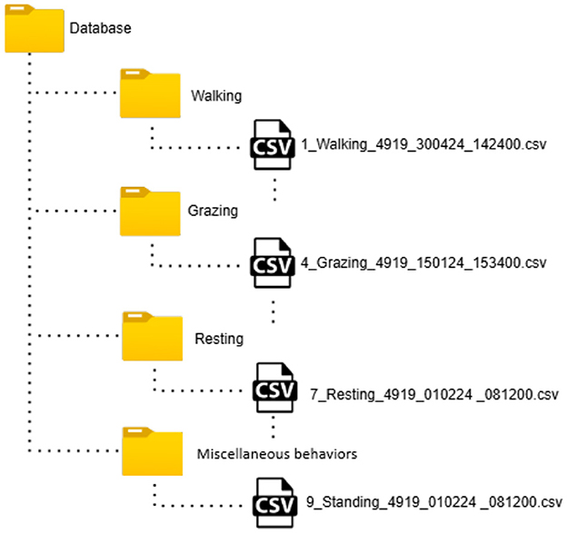 Diagram of a folder structure titled “Database” with subfolders: Walking, Grazing, Resting, and Miscellaneous behaviors. Each subfolder contains a CSV file, labeled respectively with file names like “1_Walking_4919_300424_142400.csv” and others.