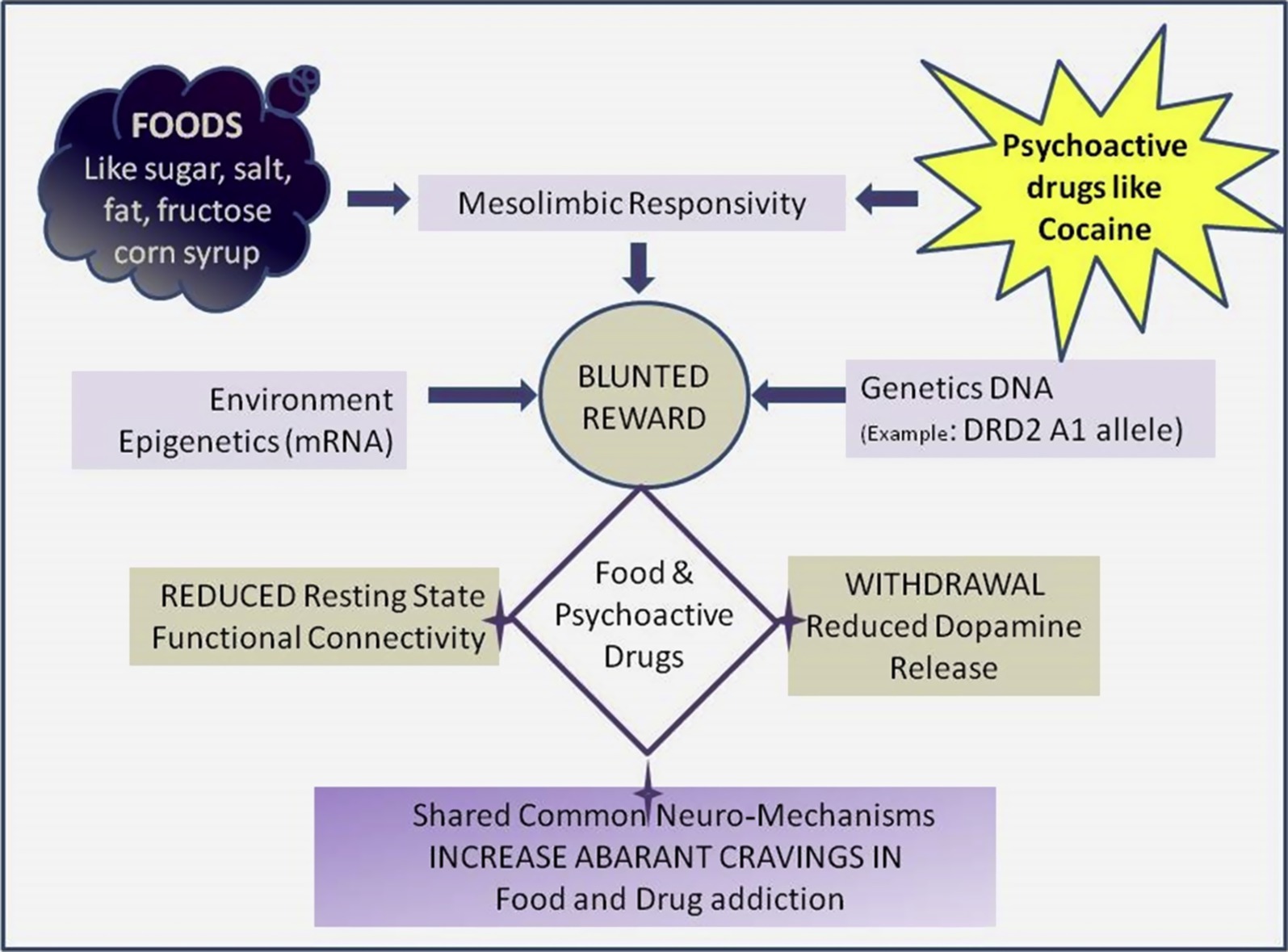 Flowchart illustrating how foods like sugar, salt, fat, and corn syrup, and psychoactive drugs like cocaine affect the brain’s mesolimbic responsivity, leading to a blunted reward system. This is influenced by environment, epigenetics, and genetics (e.g., DRD2 A1 allele). The blunted reward system is linked to reduced resting state connectivity and withdrawal symptoms due to reduced dopamine release, leading to increased cravings in food and drug addiction.