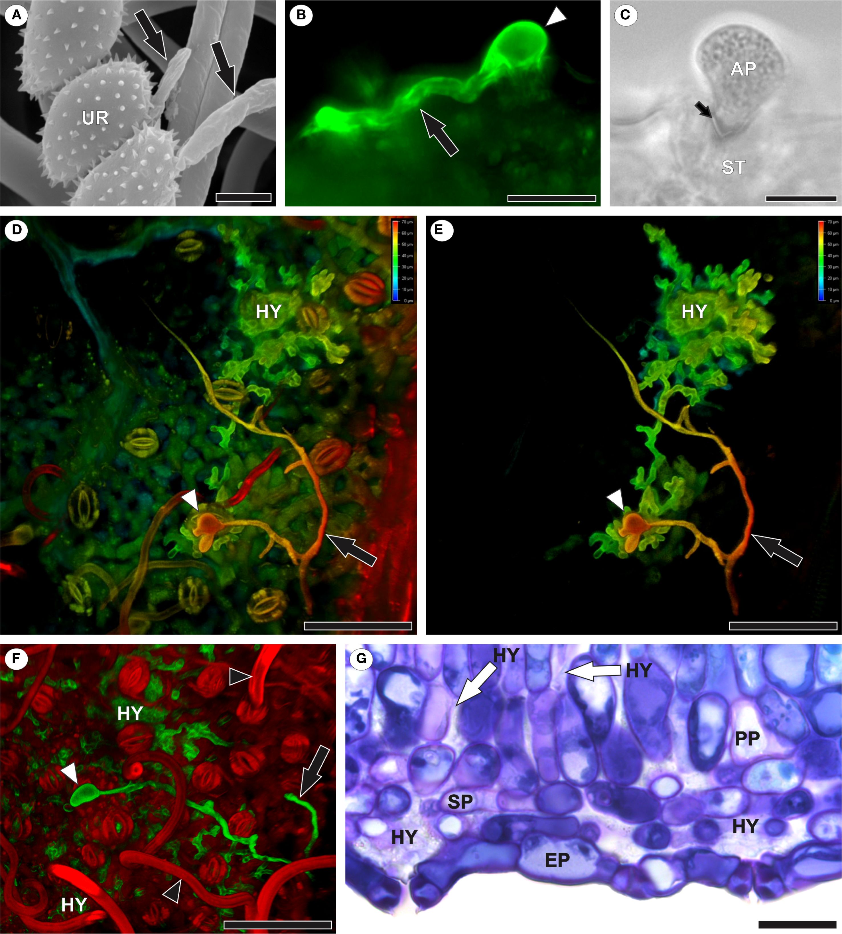 Microscopic images showing plant-fungus interactions. Panel A shows plant surfaces with trichomes and fungal spores (UR). Panel B shows fungus structure. Panel C displays plant structure and fungal structure labeled ST and AP, respectively. Panel D features a multicolored image showing a plant-fungus interaction, with the fungus inside the leaf labeled as HY (hyphae). Panel E highlights fungal structure shown in Panel D. Panel F shows plant (red) and fungal (green) interactions. Panel G displays a stained plant cross-section with labels SP (spongy parenchyma), EP (epidermis), and PP (palisade parenchyma). Arrows and arrowheads indicate fungal structures.