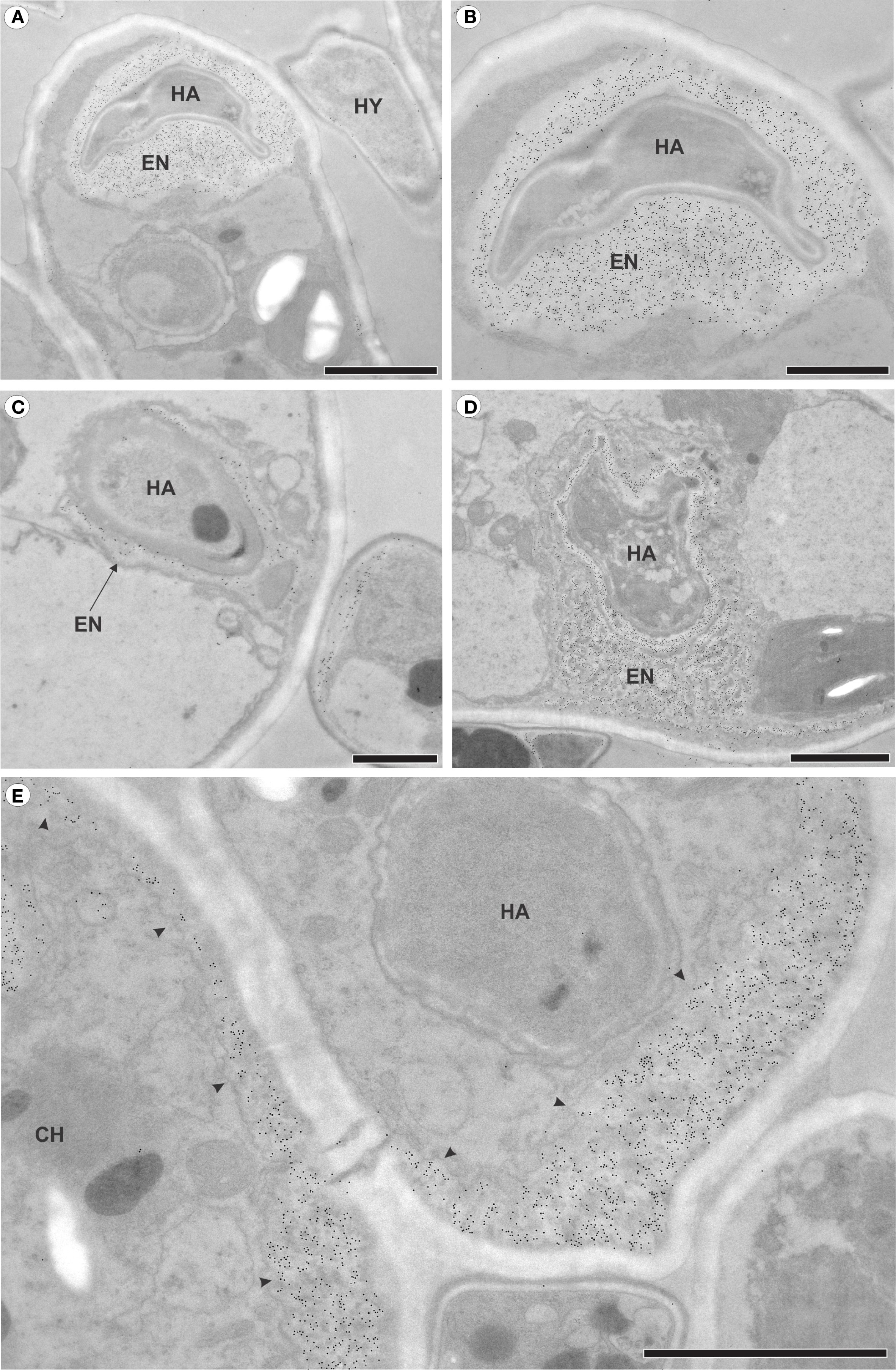 Electron micrographs of raspberry leaf cells 7 days after fungal infection showing callose deposits. Panels A and B show callose surrounding the fungus inside the cell. Panels C and D display partially and completely encased haustoria, respectively. Panel E shows callose deposits (arrowheads) in areas distant from the fungus penetration site. Abbreviations include chloroplasts (CH), haustorial encasement (EN), haustoria (HA), hyphae (HY). Bars indicate scale for each image.