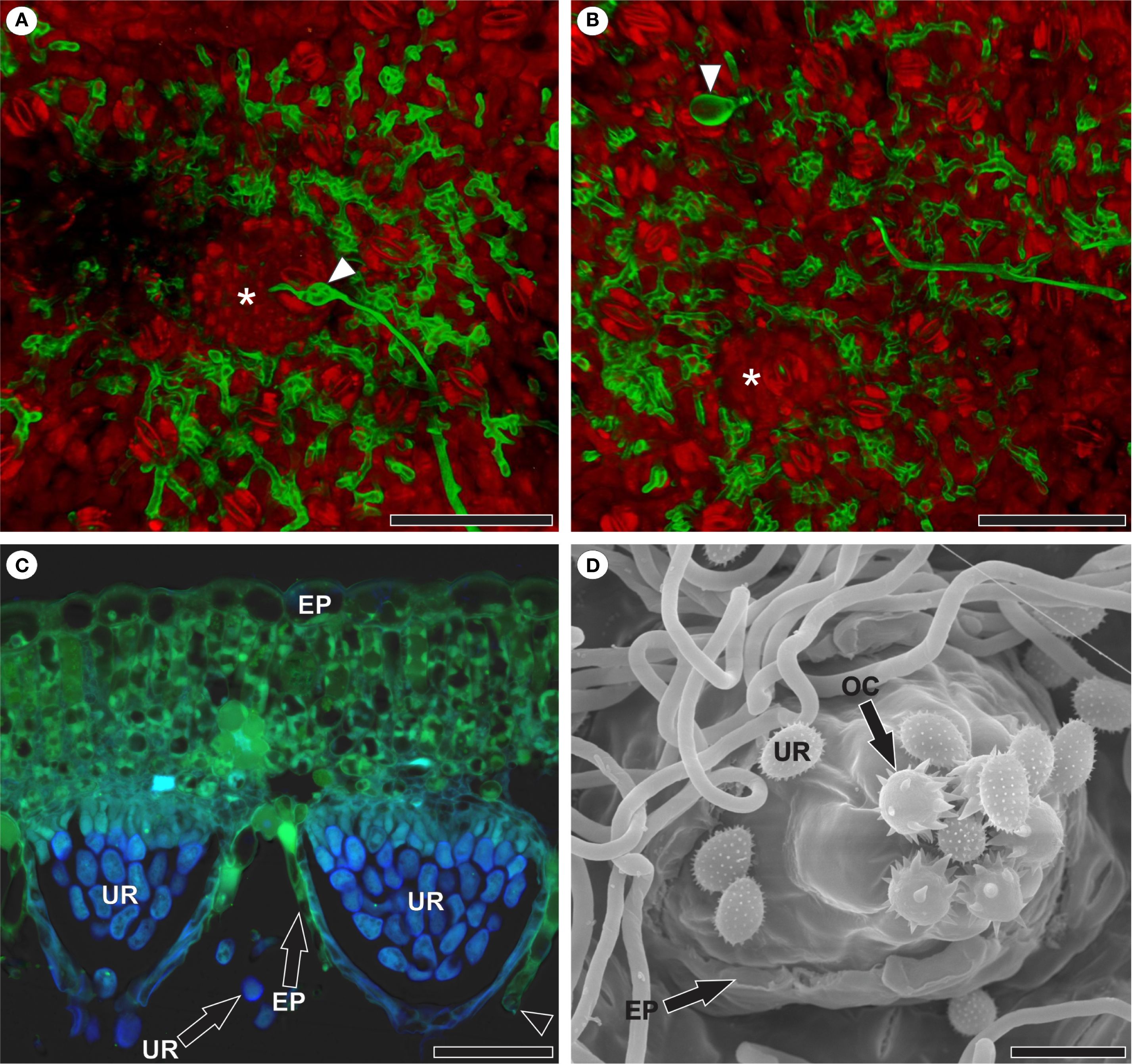 Microscopic images showing fungal reproduction in raspberry leaves. Panel A and B show plant (red) and fungal (green), with structures indicated by arrowheads and asterisks. Panel C illustrates a cross-section with plant (green) and fungal (blue). Panel D presents an electron microscope of a pustule releasing spores. Abbreviations include epidermis (EP), urediniospore (UR), ostiolar cell (OC). Bars indicate scale for each image.