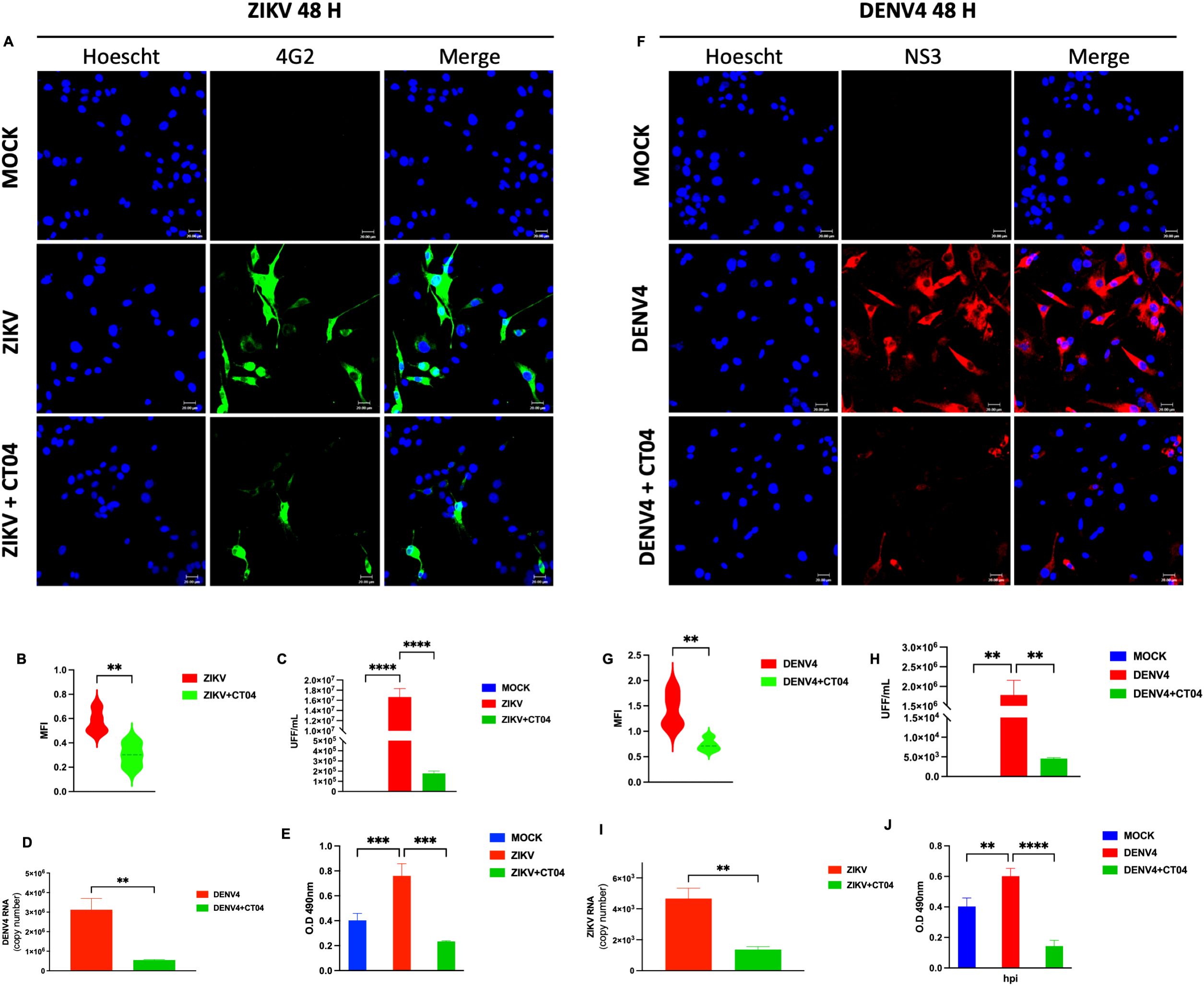 Fluorescence microscopy images and bar graphs show the effects of Zika virus (ZIKV) and dengue virus (DENV4) at 48 hours. The microscopy panels display mock-treated, virus-treated, and treatment with CT04. Blue and green fluorescence indicate cell nuclei and viral proteins, respectively, for ZIKV, while red indicates DENV4 proteins. Bar graphs reveal measurements of mean fluorescence intensity (MFI), virus titers, RNA levels, and optical density, with significant differences marked by asterisks. Each graph compares mock, untreated virus, and CT04-treated conditions, showing reduced viral effects with treatment.