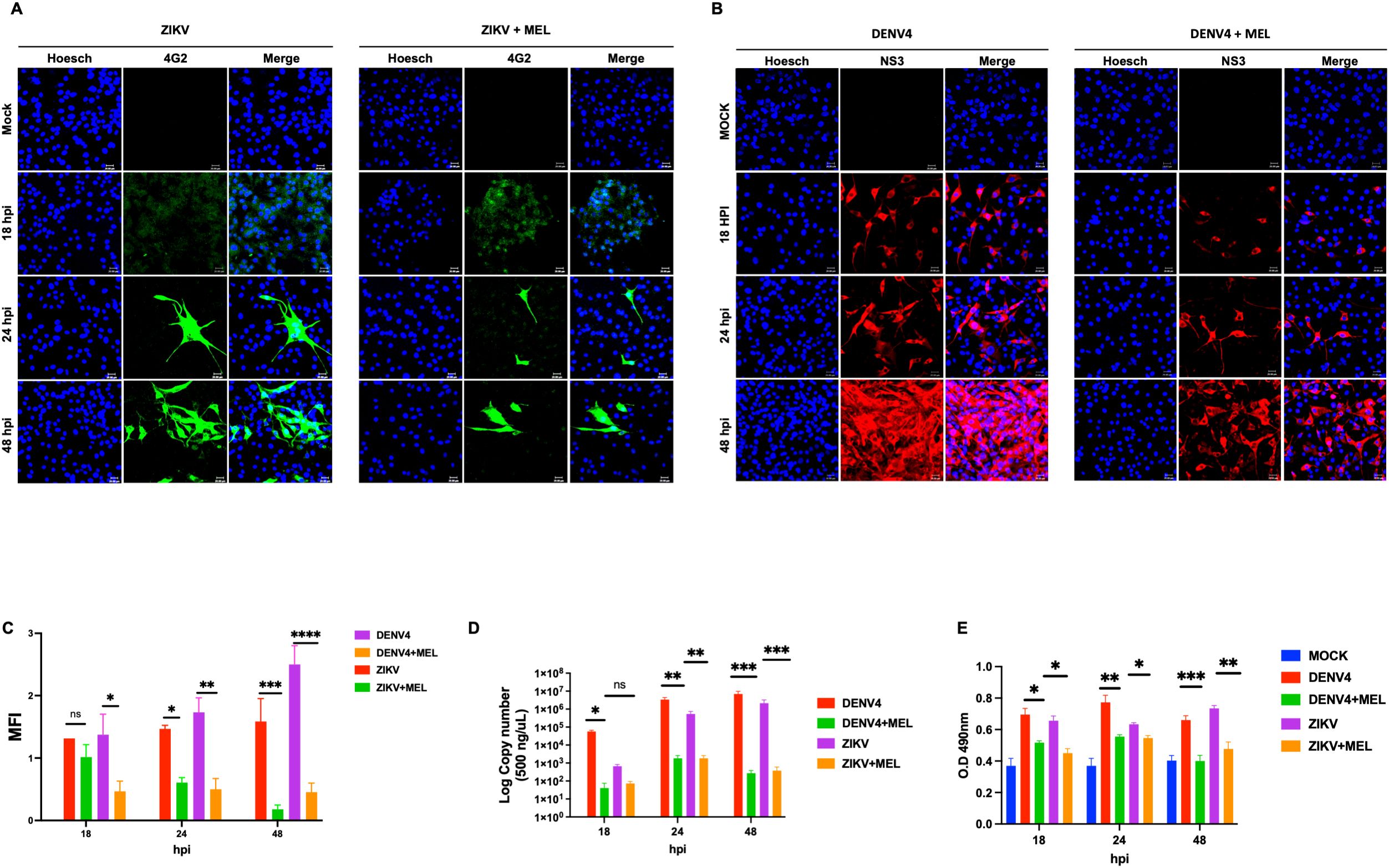 Fluorescent microscopy images and bar graphs related to ZIKV and DENV4 infections. Panels A and B show cells stained with Hoechst, 4G2, and NS3 at different hours post-infection (hpi) with and without MEL treatment. Bright fluorescence indicates infection progress. Panels C, D, and E contain bar graphs illustrating mean fluorescence intensity, log copy number of viral RNA, and optical density at various hpi. The data compare DENV4, DENV4 plus MEL, ZIKV, and ZIKV plus MEL, with significant differences marked by asterisks.