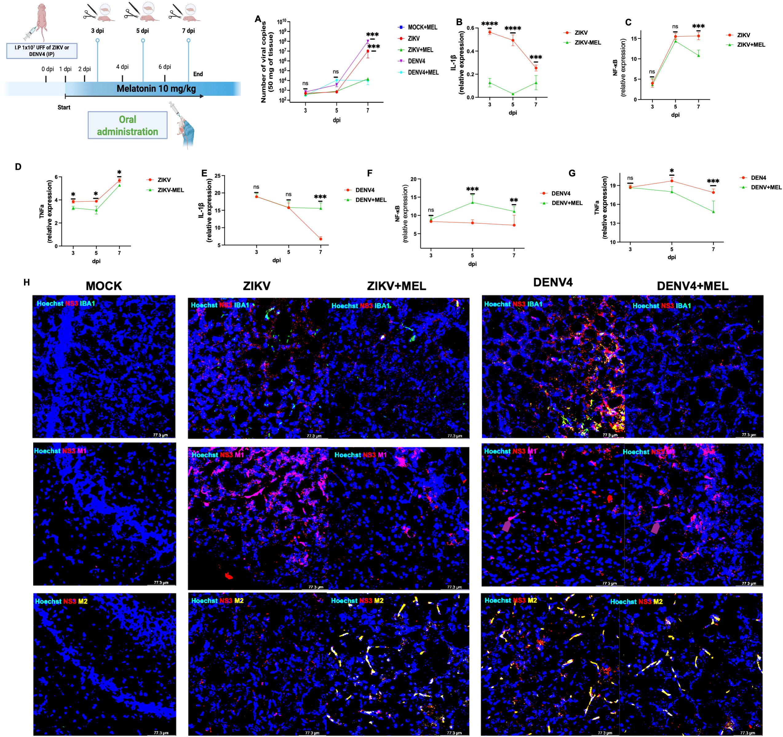 Scientific infographic showing a schematic, graphs, and microscopy images. The schematic details an experiment involving ZIKV and DENV4 infections with melatonin treatment. Graphs A to G display data on viral load and tissue response across different days, comparing MOCK, ZIKV, DENV4, and their melatonin-treated counterparts. Microscopy images in panel H show tissue samples with markers like Hoechst and IBA1, highlighting cellular changes in different infection and treatment conditions.