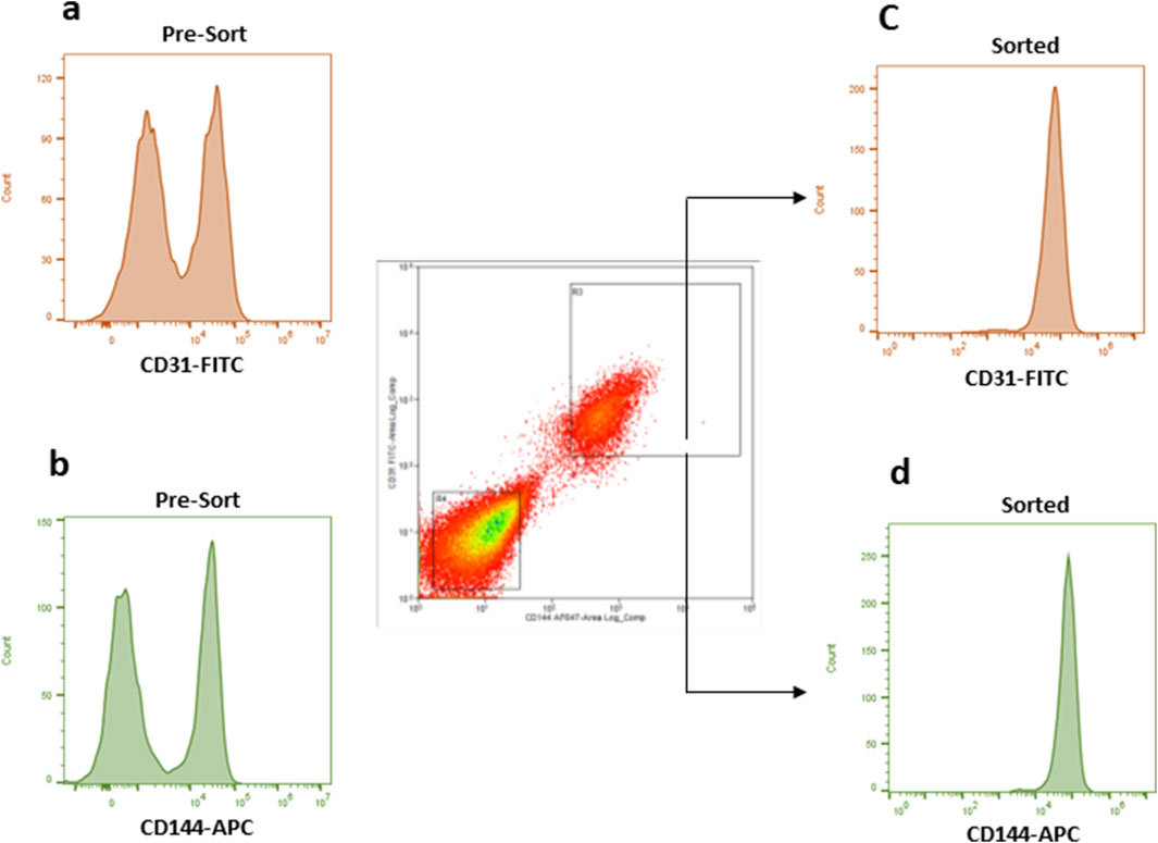 Flow cytometry data with four panels. Panel a shows a pre-sort histogram of CD31-FITC with two peaks. Panel b shows a pre-sort histogram of CD144-APC with two peaks. The central plot is a scatter plot displaying CD31 and CD144 expression. Panel c shows a sorted histogram of CD31-FITC with a single peak. Panel d shows a sorted histogram of CD144-APC with a single peak.