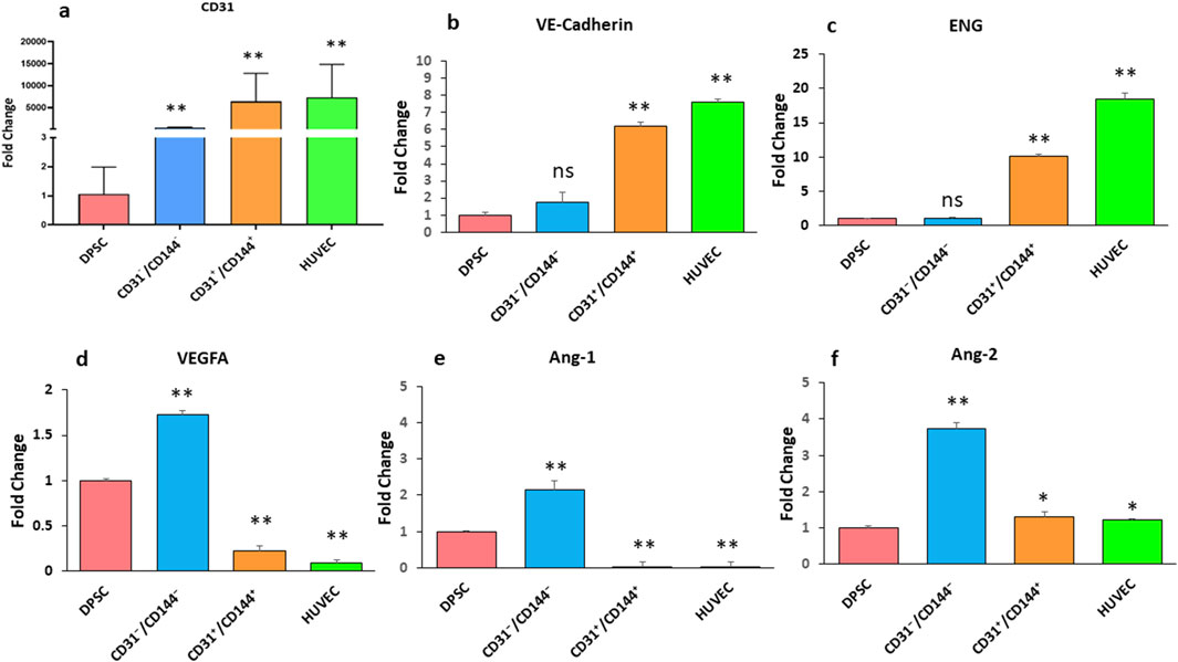 Bar graphs labeled a to f compare fold changes for various markers across four cell groups: DPSC, CD31-/CD144-, CD31