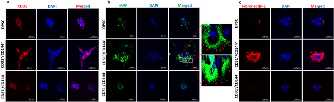 Fluorescence microscopy images show DPSC, CD31