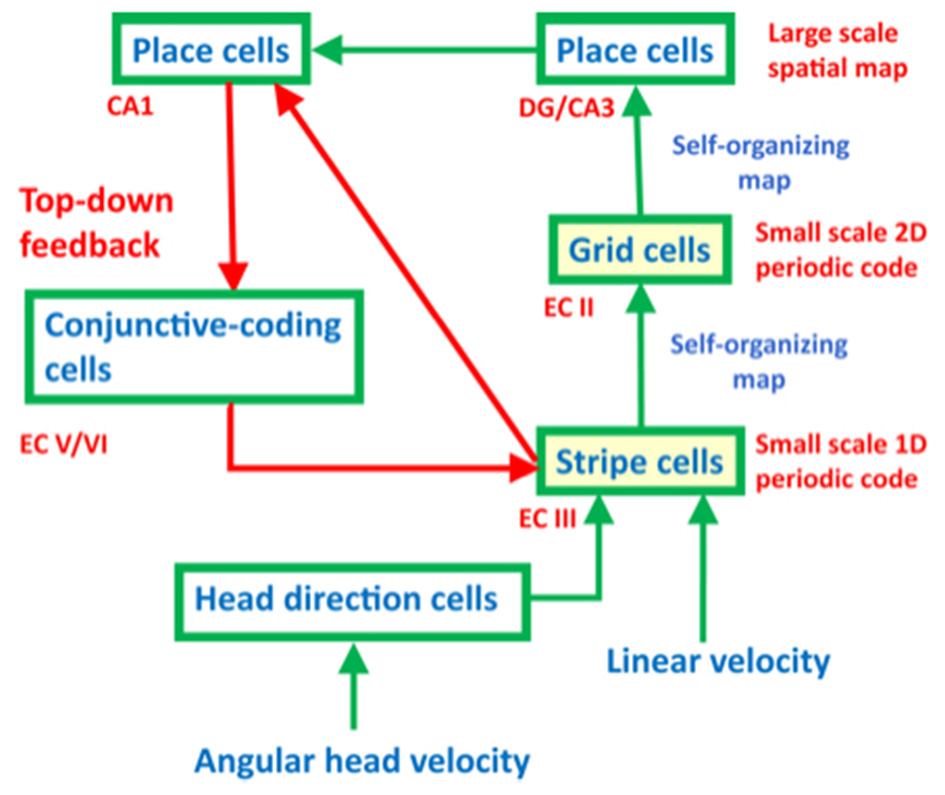 Diagram showing neural pathways involved in spatial mapping, featuring place cells, conjunctive-coding cells, grid cells, stripe cells, and head direction cells. Arrows indicate connections and feedback loops, with annotations about map types and velocities.