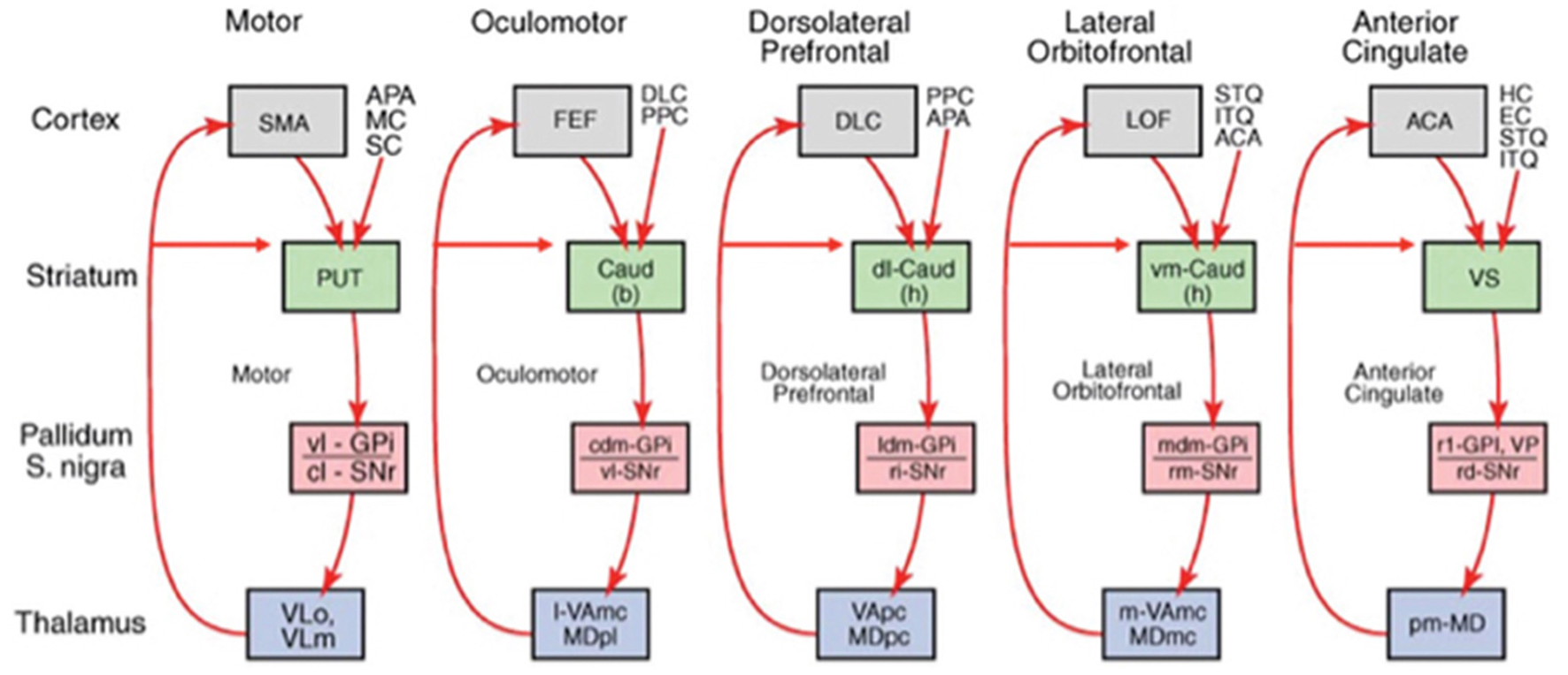 Diagram of neural pathways connecting various brain regions, including the cortex, striatum, pallidum (S. nigra), and thalamus. Sections include motor, oculomotor, dorsolateral prefrontal, lateral orbitofrontal, and anterior cingulate, highlighting interactions and flow of neural signals with arrows.