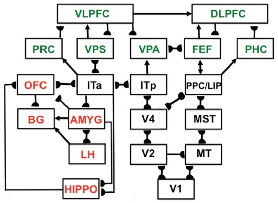 Diagram showing connections between different brain regions. Green labels include VLPFC, DLPFC, PRC, VPS, VPA, FEF, PHC. Red labels include OFC, BG, AMYG, LH, HIPPO. Other regions shown are ITa, ITp, V4, V2, MST, MT, PPC/LIP, V1, with arrows indicating pathways between them.