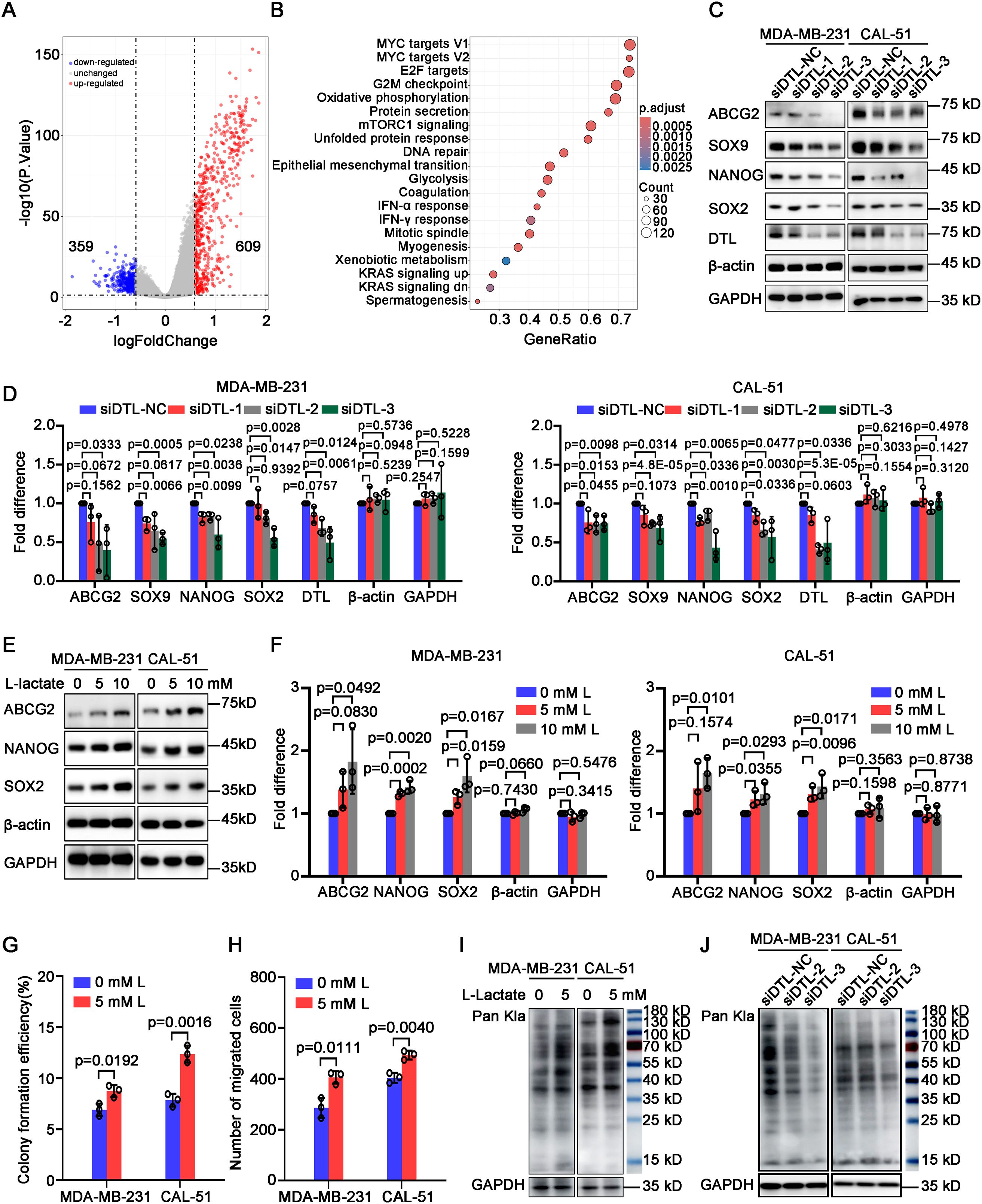 A multi-panel scientific figure displaying various data related to gene expression and protein analysis: A) A volcano plot showing log fold changes of genes, highlighting 609 up-regulated and 359 down-regulated genes. B) A dot plot of gene set enrichment analysis, indicating pathways and gene ratios with color-coded p-values. C) Western blot images showing protein expression levels (ABCG2, SOX9, NANOG, SOX2, DTL, GAPDH) in MDA-MB-231 and CAL-51 cell lines with different siRNA treatments. D) Bar charts presenting fold differences in gene expression with siRNA treatment, including p-values. E) Western blot images for protein expression levels under varying lactate concentrations. F) Bar charts of fold differences in protein expression with lactate treatments in two cell lines, showing p-values. G) Bar chart of colony formation efficiency with different lactate treatments. H) Bar chart depicting the number of migrated cells under different lactate conditions, with corresponding p-values. I) Western blot images displaying Pan Kla protein levels with lactate treatment. J) Western blot images showing Pan Kla protein levels with siRNA treatments.