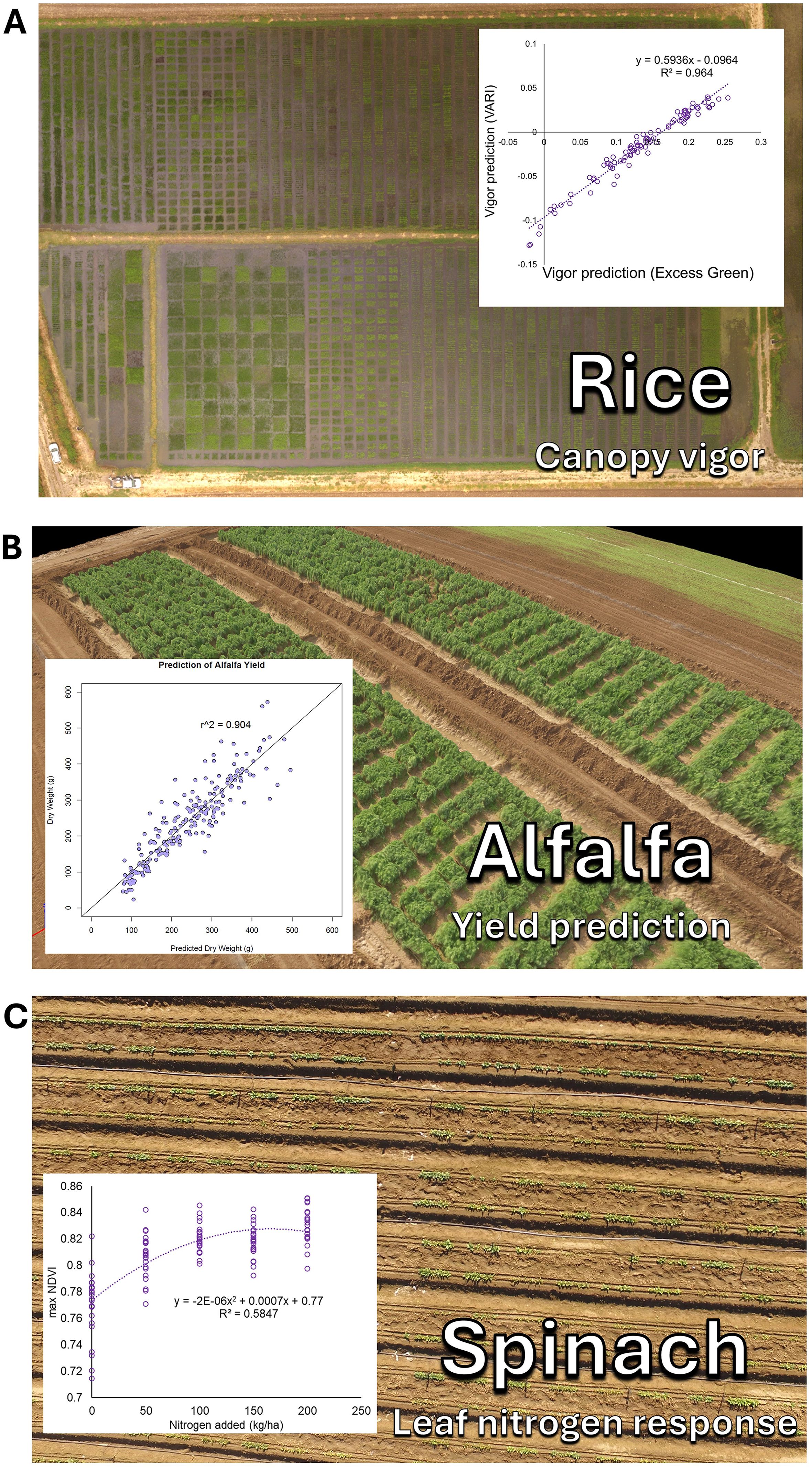 Aerial view of agricultural fields with three different crops. A) Rice field with a chart showing a strong correlation between vigor prediction and excess green, labeled with an R² value of 0.964, referring to canopy vigor. B) Alfalfa field with a chart depicting a correlation between predicted and actual dry weight, showing an R² value of 0.904, for yield prediction. C) Spinach field with a chart illustrating leaf nitrogen response related to added nitrogen, with an R² value of 0.5847. Each field represents experimental data analysis for agricultural productivity.