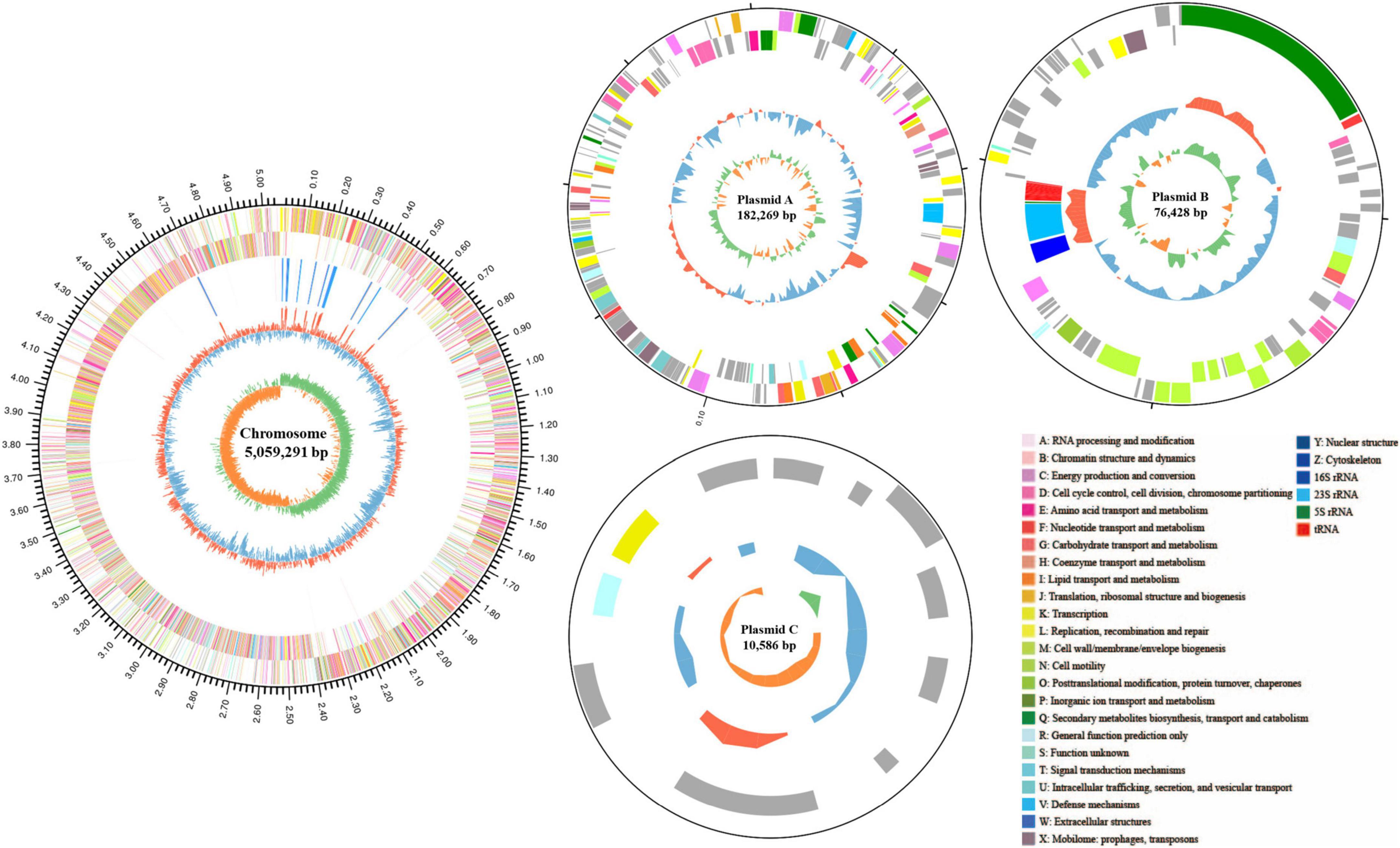 Circular maps representing one chromosome and three plasmids of a genome. Each map displays color-coded segments indicating gene functions. The chromosome is 5,059,291 base pairs, Plasmid A is 182,269 base pairs, Plasmid B is 76,428 base pairs, and Plasmid C is 10,586 base pairs. A legend identifies functions like RNA processing, cytoskeleton structure, and 16S rRNA in various colors.