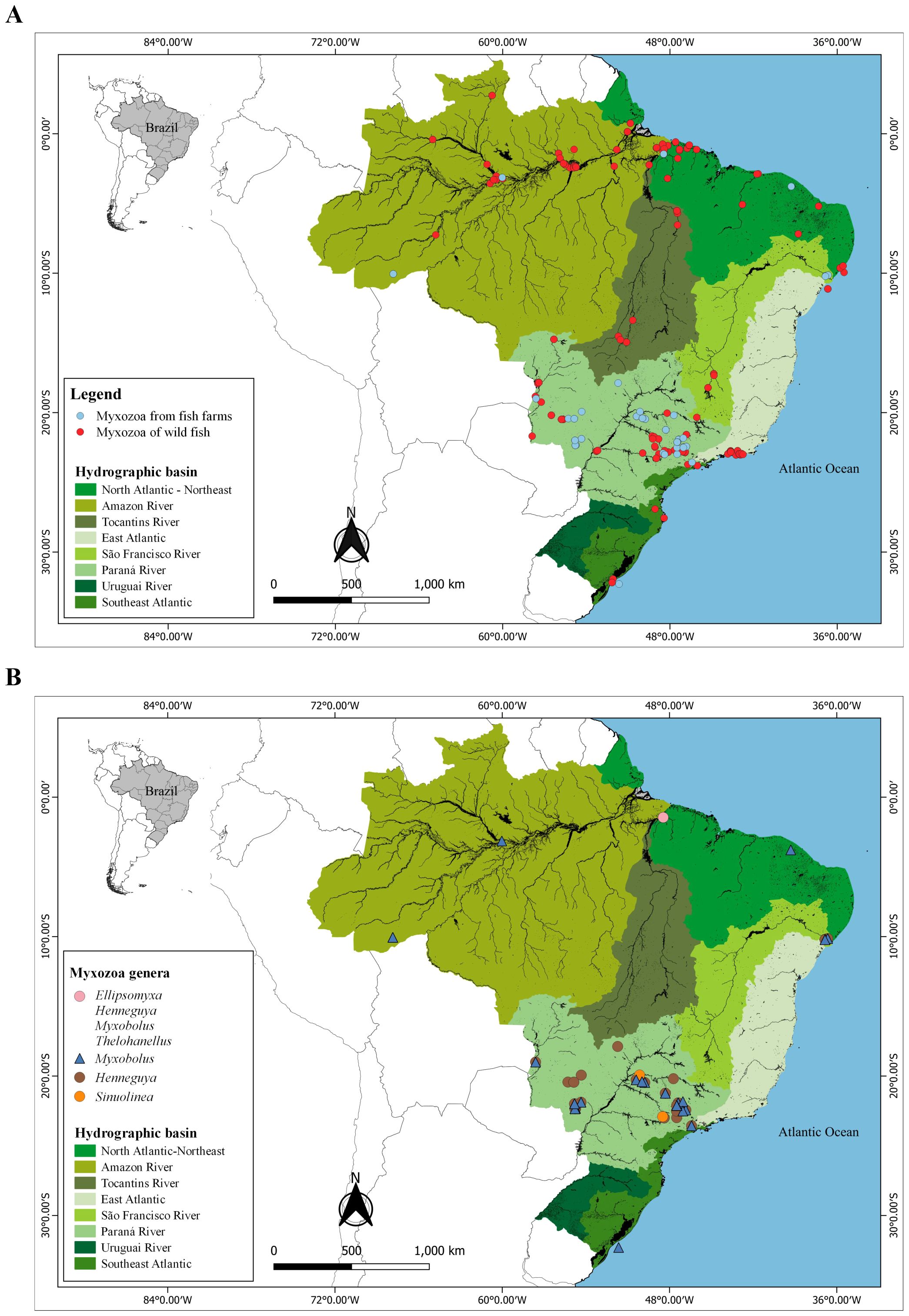 Map of Brazil showing hydrographic basins and the distribution of Myxozoa. Panel A indicates Myxozoa associated with farmed fish (red circles) and wild fish (blue circles). Panel B displays the genera Ellipsomyxa, Henneguya, Myxobolus, Thelohanellus, and Sinuolinea, represented by different shapes. The basins include North Atlantic-Northeast, Amazon, Tocantins, East Atlantic, São Francisco, Paraná, Uruguay, and Southeast Atlantic, each shown in different shades of green. A small inset map shows Brazil's location in South America.