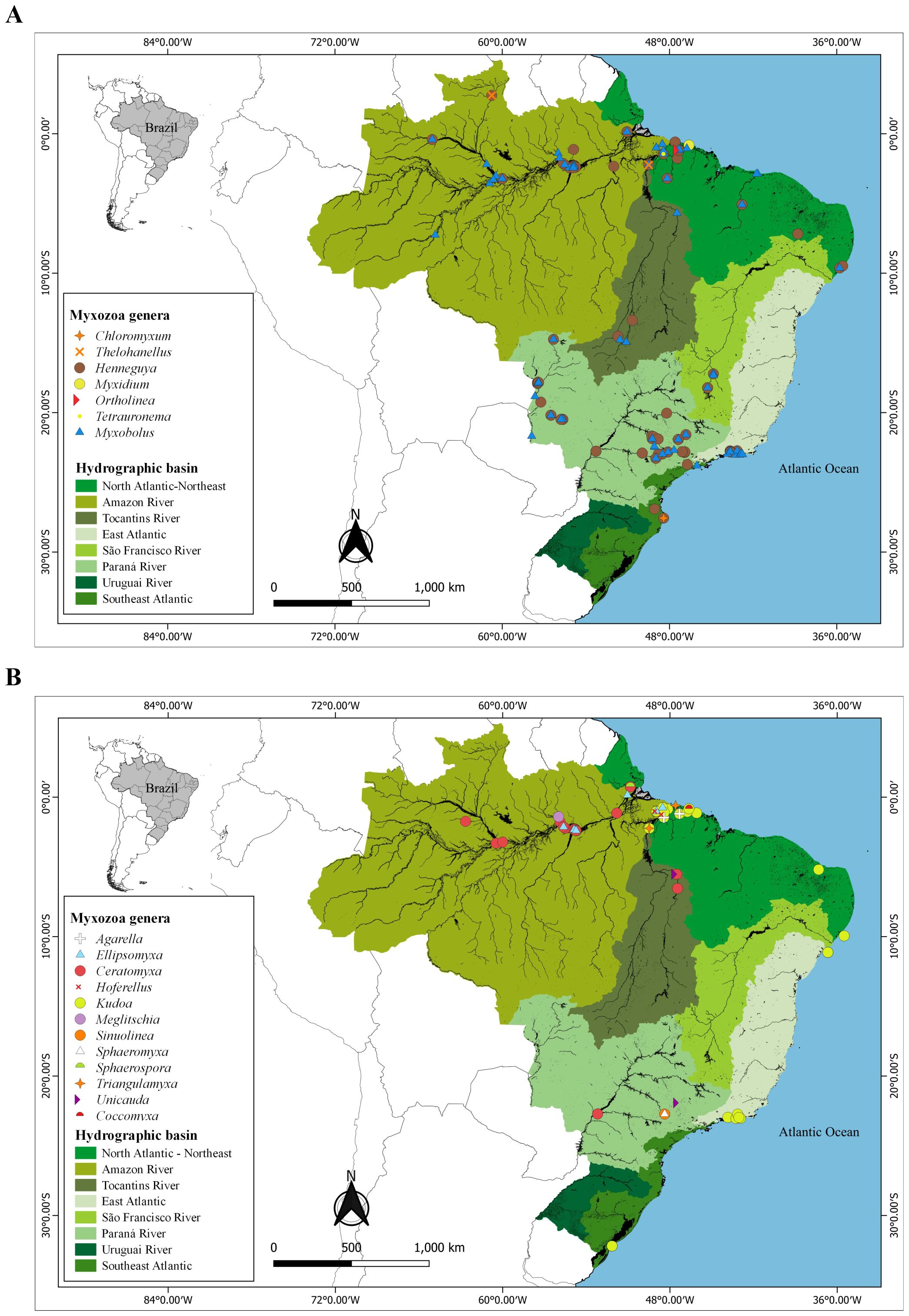 Two maps illustrate the distribution of Myxozoa genera in fish across Brazil's hydrographic basins. Map A shows genera such as Henneguya and Myxobolus, with colored symbols indicating locations within basins like the Amazon and Paraná. Map B presents genera such as Kudoa and Ceratomyxa, with distinct markers over the same basins. Both maps include a legend for symbols and basin colors, as well as a scale and compass for reference.