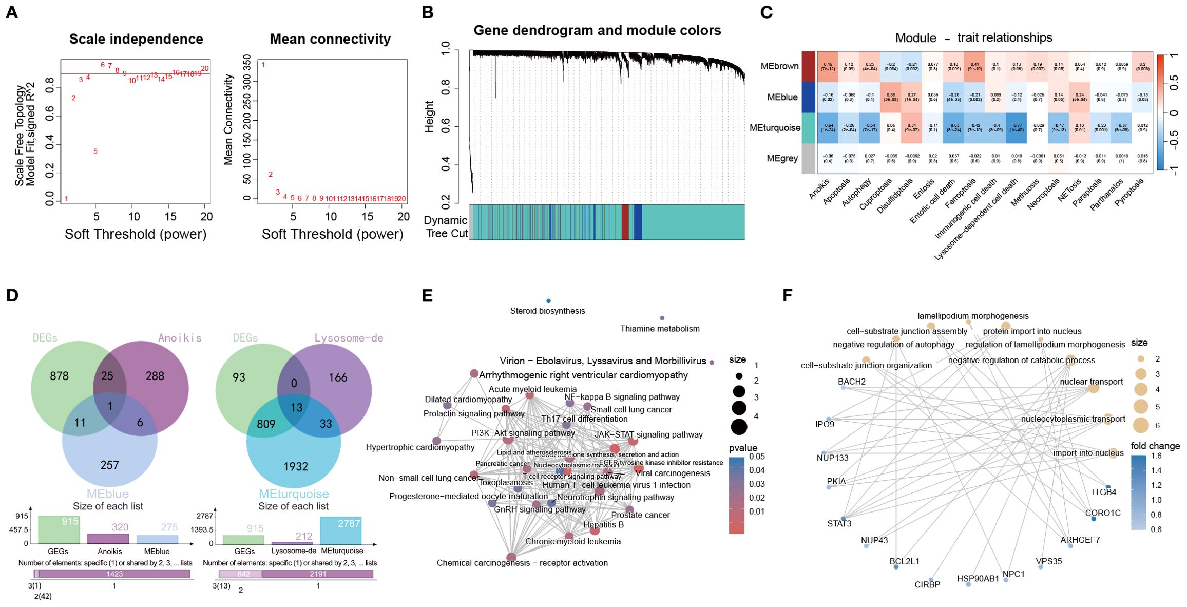 Image containing multiple data visualizations related to gene expression analysis and functional annotation. Panel A shows graphs of scale independence and mean connectivity against soft threshold power. Panel B displays a gene dendrogram with module color annotations. Panel C presents a heat map of module-trait relationships. Panel D includes two Venn diagrams comparing gene sets. Panel E is a network diagram showcasing gene interaction pathways, with pathways and genes labeled and sized by significance. Panel F depicts another network diagram focused on lamellipodium morphogenesis, with nodes sized by a fold change metric.