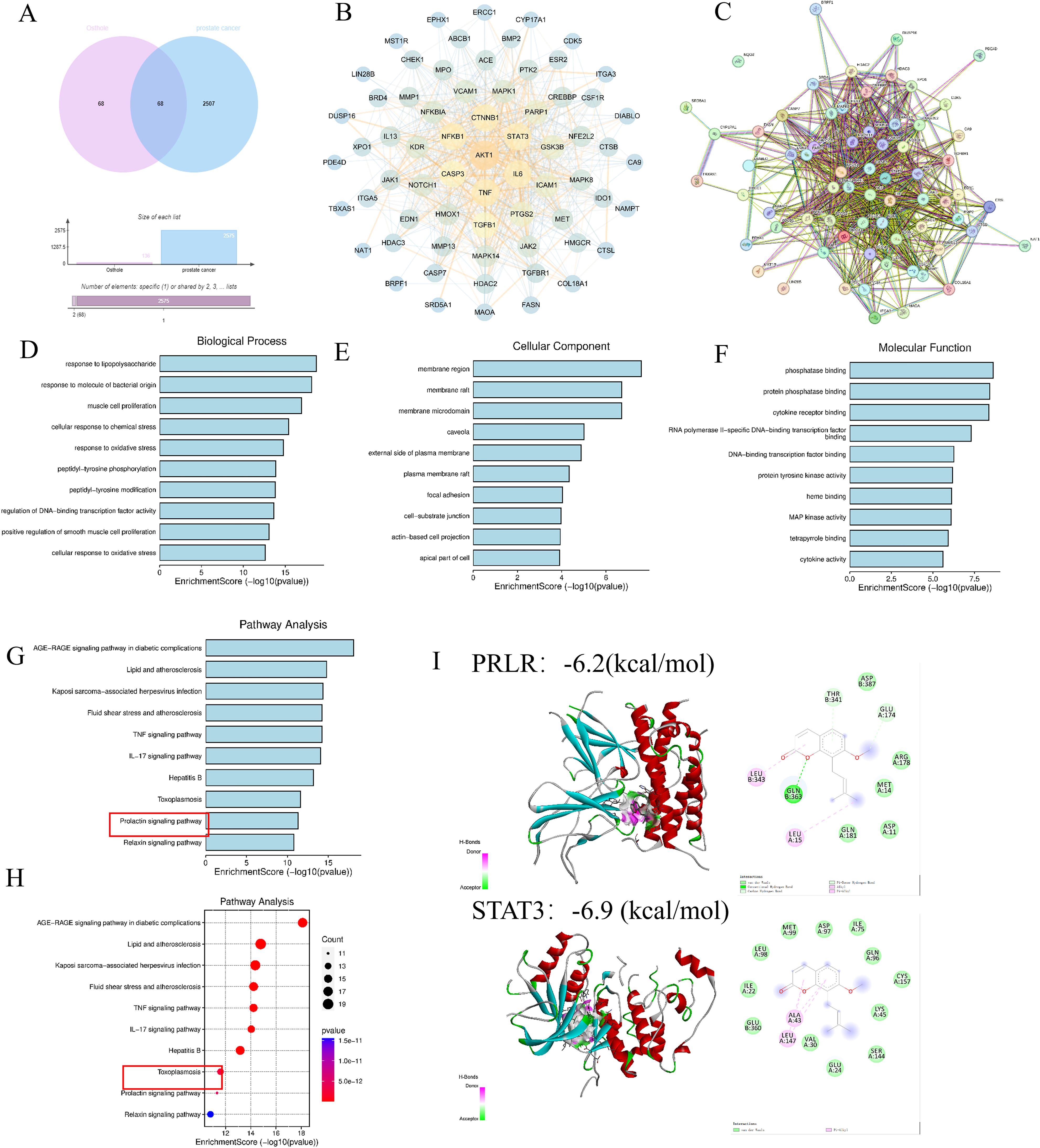 The image consists of multiple panels, each depicting different data analyses: A) A Venn diagram and histogram showing shared genes between different conditions. B) A network diagram illustrating gene interactions. C) A STRING network indicating protein-protein interactions. D-F) Bar charts representing enrichment scores for biological processes, cellular components, and molecular functions. G) A bar chart of pathway analysis results. H) A bubble plot for pathway enrichment, indicating significance levels. I) Molecular models of PRLR and STAT3 proteins, with binding energy scores and 2D ligand interaction diagrams.