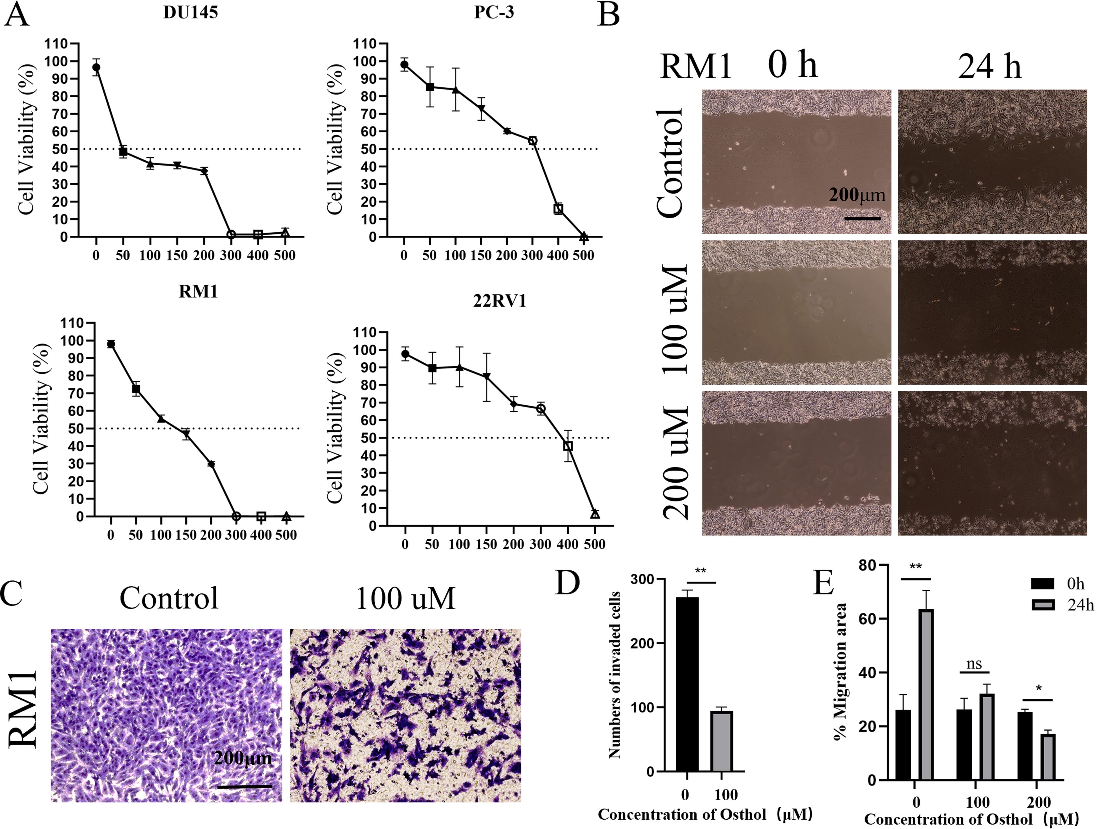 Figure A shows four line graphs depicting cell viability percentages for cell lines DU145, PC-3, RM1, and 22RV1 against increasing concentrations of a compound in micromolar. Figure B shows images of RM1 cell migration at 0 and 24 hours under control and treatment with 100 and 200 micromolar conditions, with a scale bar of 200 micrometers. Figure C displays RM1 cell invasion images under control and 100 micromolar treatment with a scale bar of 200 micrometers. Figure D is a bar graph comparing the number of invaded cells between control and 100 micromolar treatment. Figure E illustrates a bar graph of migration area percentages over 0 and 24 hours across different treatments, highlighting significant differences with asterisks.