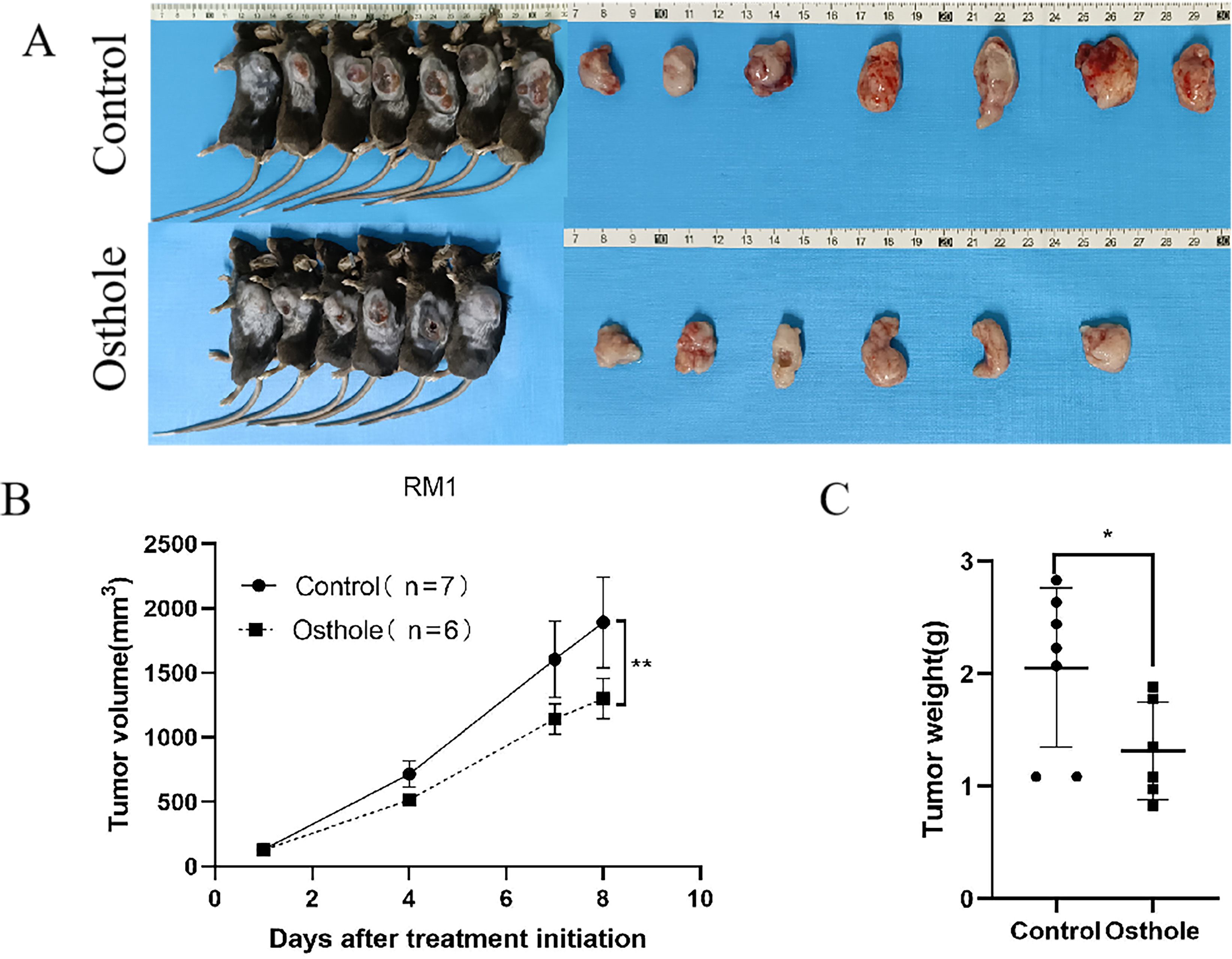 Panel A shows two groups of mice, labeled Control and Osthole, with excised tumors beside each group. Panel B is a line graph showing tumor volume over time for Control and Osthole groups, indicating statistically significant reduction in the Osthole group. Panel C is a box plot comparing tumor weight between the Control and Osthole groups, showing a significant decrease in the Osthole-treated mice.