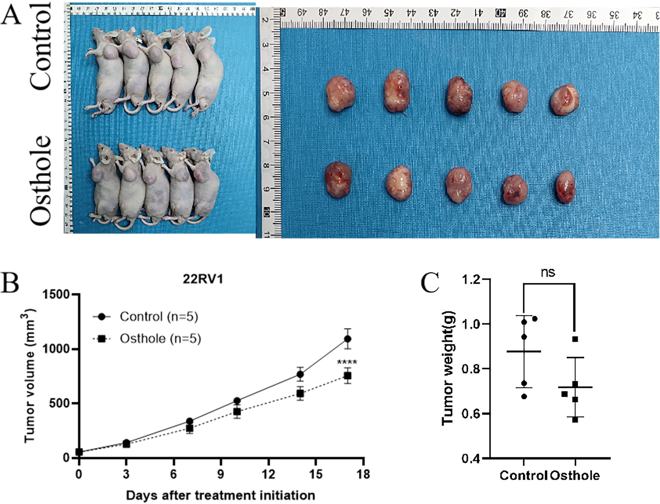 Panel A shows two groups of mice, one control and one treated with Osthole, with visible tumors. Tumors are displayed alongside a ruler for scale. Panel B is a line graph showing tumor volume over 18 days, with the Osthole group showing reduced growth. Panel C is a bar graph comparing final tumor weights between groups, showing no significant difference.