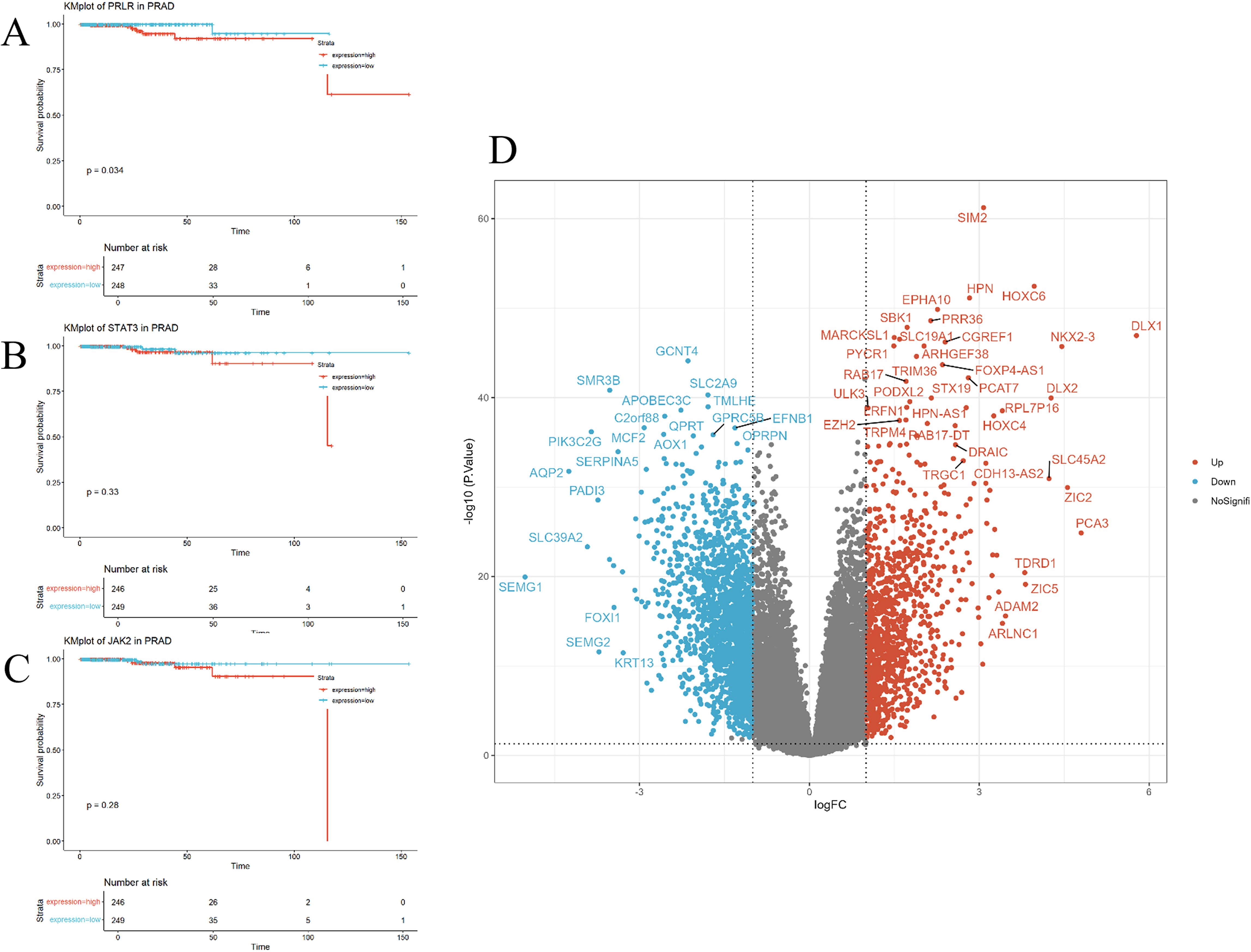 Kaplan-Meier survival plots labeled A, B, and C, each showing survival probability over time for patients with PRAD, comparing two gene expression groups: higher expression group (red) and lower expression group (blue). P-values are indicated for statistical significance. Plot D is a volcano plot showing log fold change versus negative log p-value for gene expression in PRAD. Genes with significant expression changes are highlighted in red (upregulated) and blue (downregulated), with gray dots representing non-significant changes.