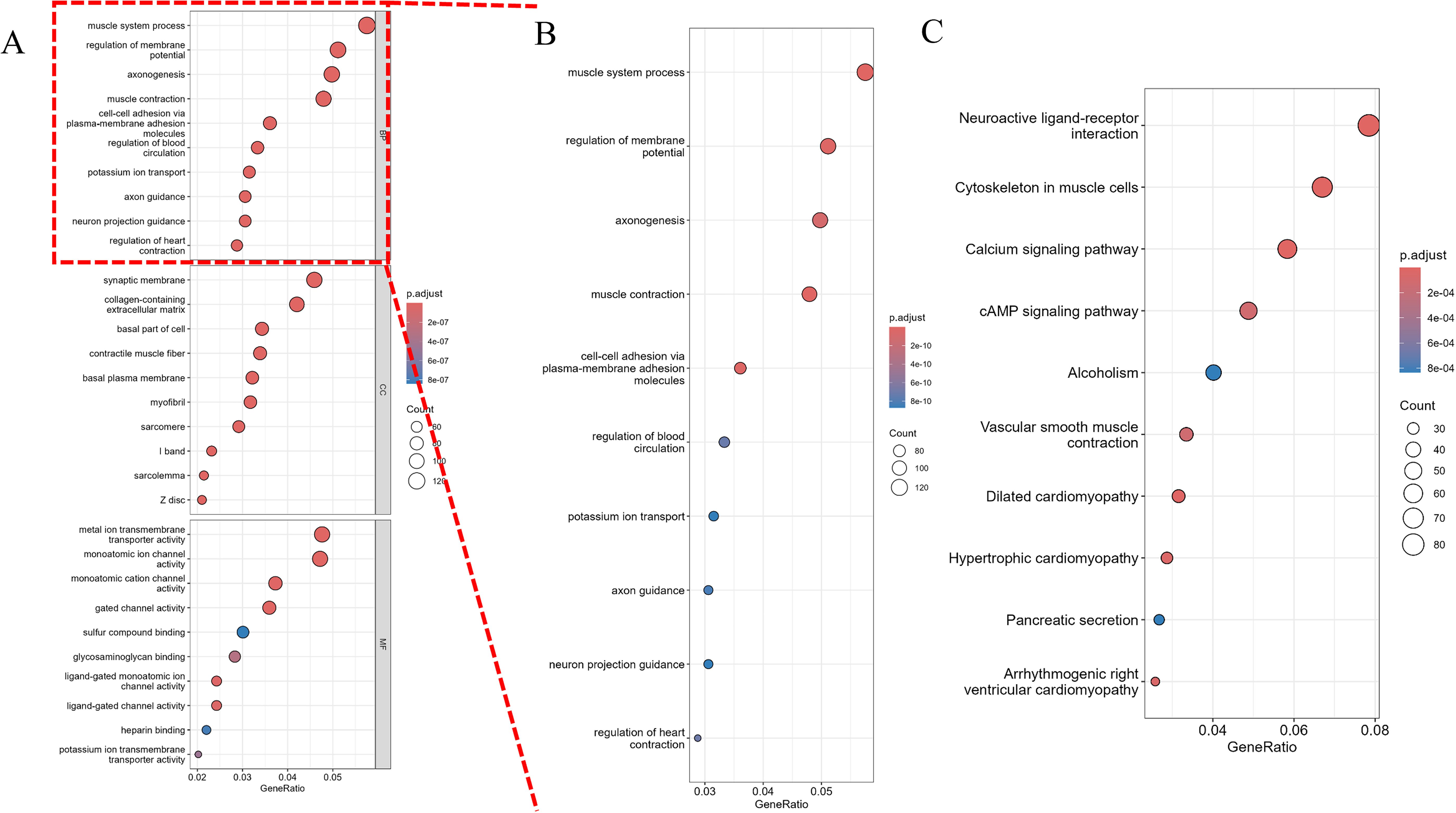 Bubble plots labeled A, B, and C display gene set enrichment analysis results. Each plot shows gene ratios on the x-axis and biological processes or pathways on the y-axis. Bubbles vary in size, indicating count, and color, indicating adjusted p-values. Plot A has a zoomed-in section highlighting specific data points. Plot B focuses on muscle-related processes, while Plot C highlights signaling pathways and conditions like cardiomyopathy.
