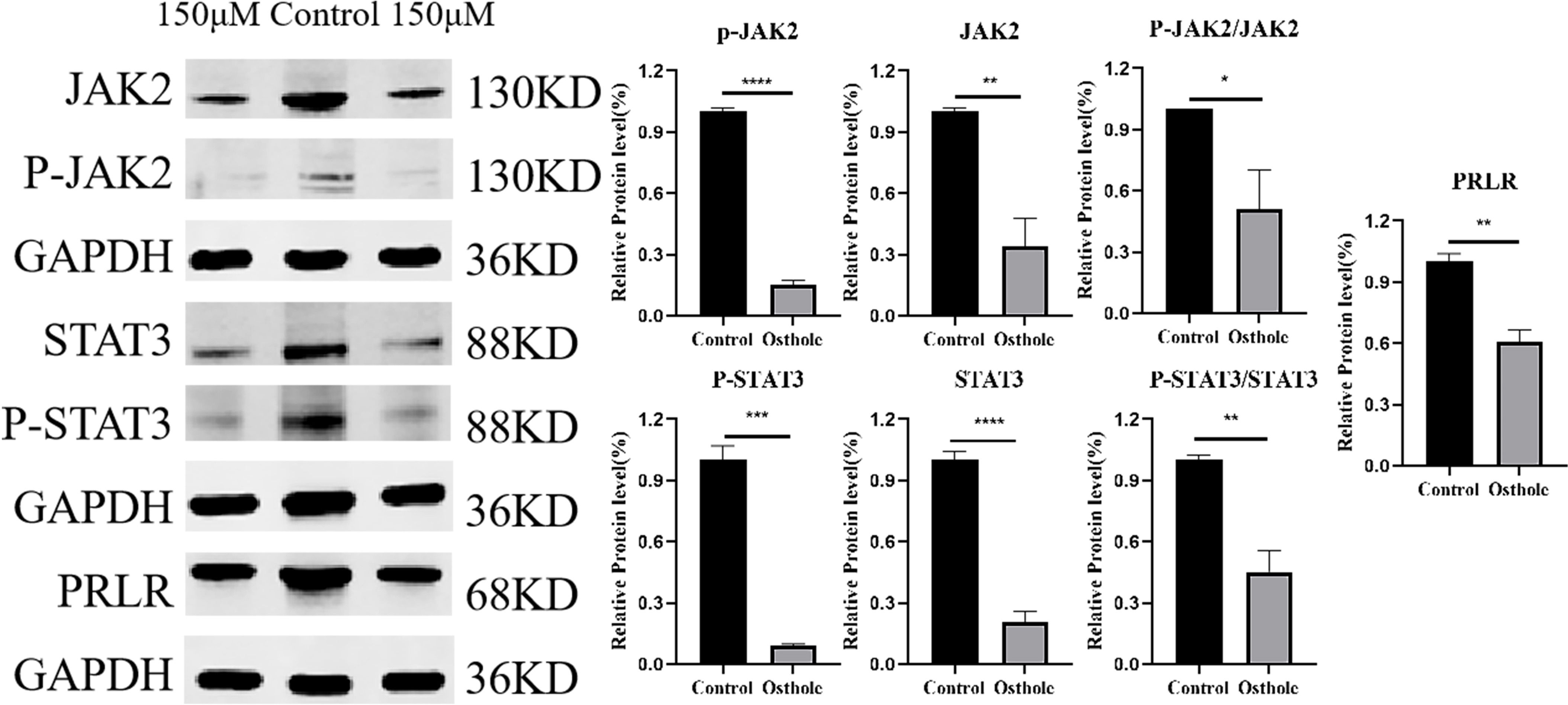 Western blot analysis and bar graphs compare the protein levels of JAK2, P-JAK2, STAT3, P-STAT3, and PRLR between control and 150 micromolar osthole-treated groups. The data show significant reductions in protein levels with osthole treatment. Statistical significance is indicated by asterisks.