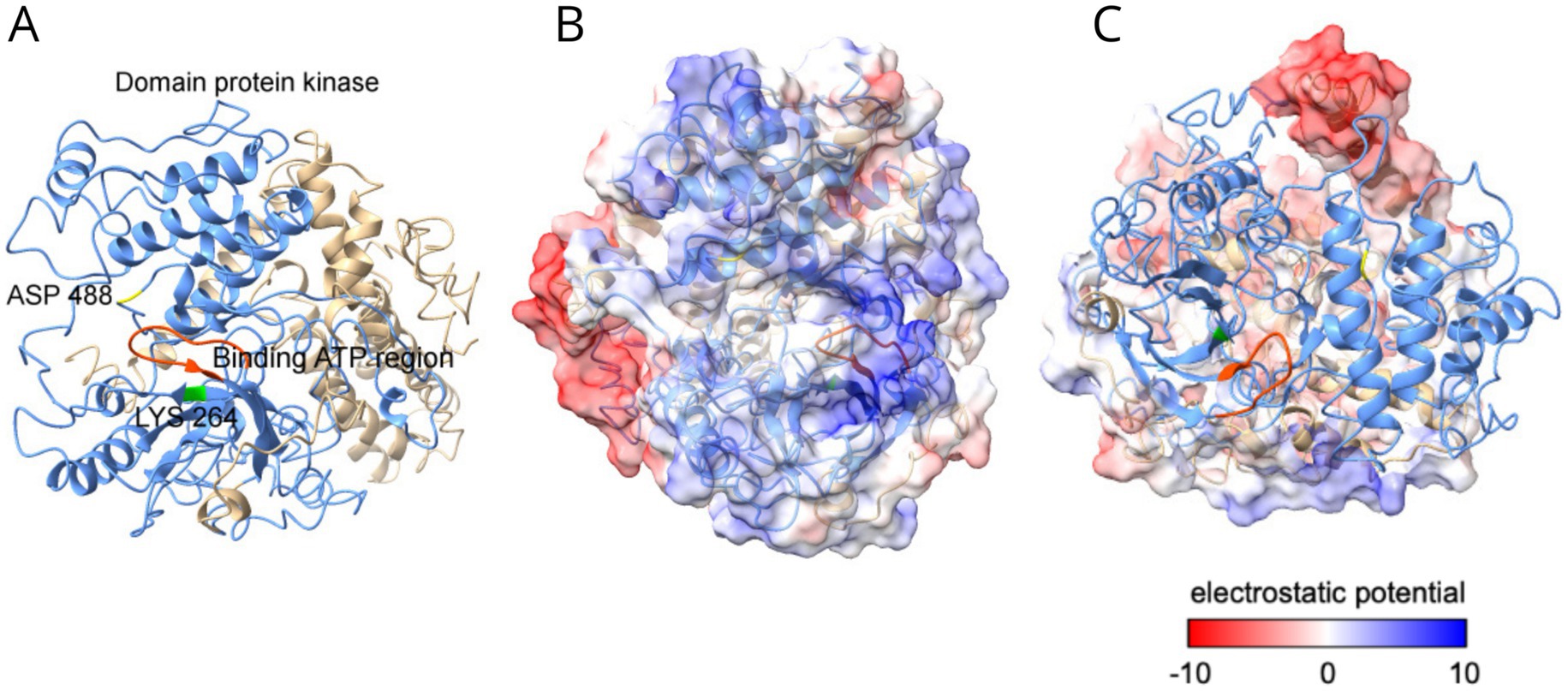 Three panels display molecular structures and electrostatic potentials. Panel A shows a protein kinase domain with labeled ASP 488, LYS 264, and ATP binding region. Panel B illustrates the surface electrostatic potential with red indicating negative and blue positive charges. Panel C combines a 3D protein structure with an electrostatic potential overlay, emphasizing charge distribution. A color scale ranges from negative (red) to positive (blue) potential.