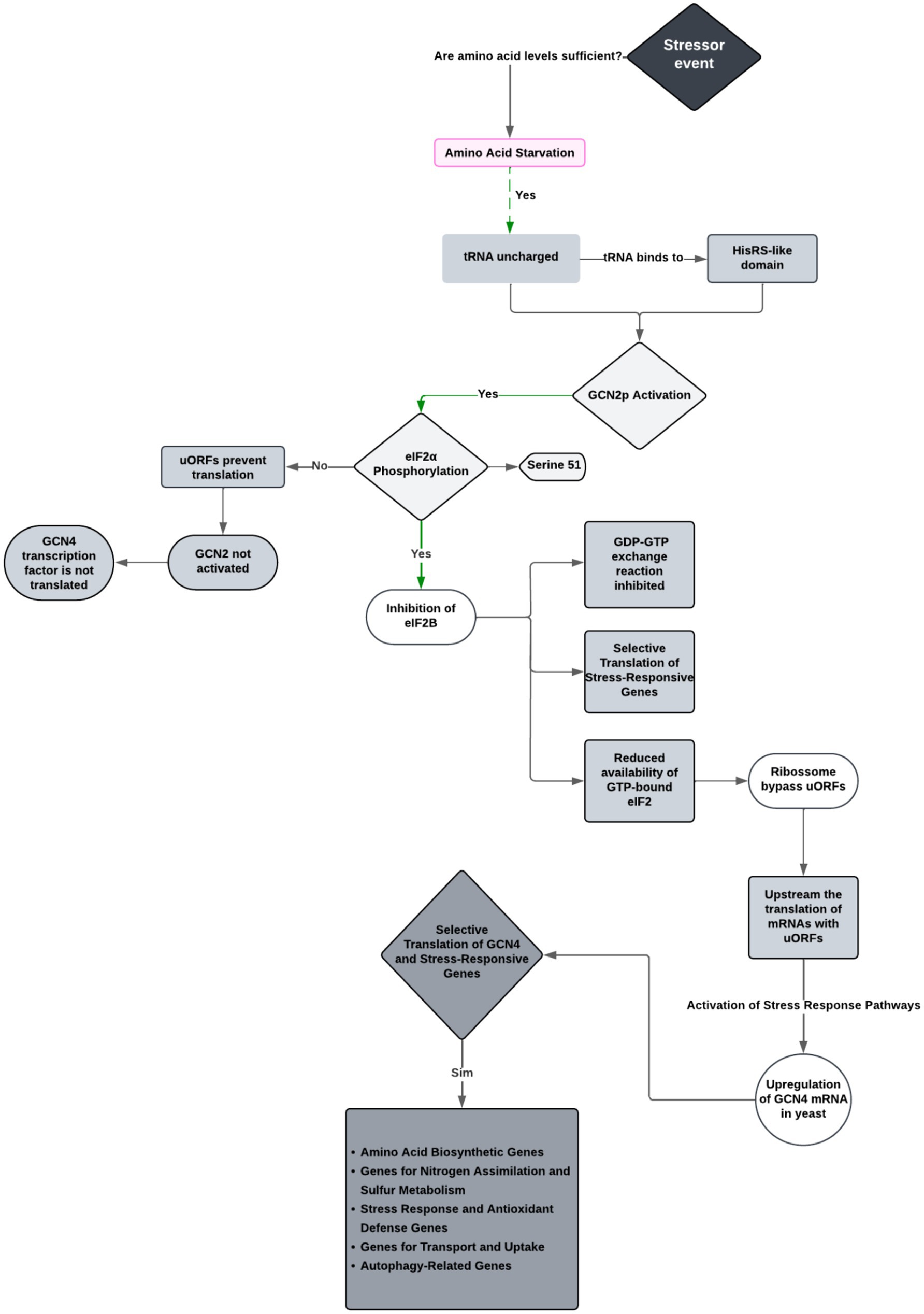 Flowchart depicting stress response and amino acid starvation pathways. It begins with a stressor event, leading to amino acid starvation. If yes, uncharged tRNA binds, activating GCN2p, which phosphorylates eIF2α at Serine 51. This inhibits eIF2B, blocking GDP-GTP exchange, resulting in selective translation of stress-responsive genes. If no, uncharged tRNA results in GCN4 not being translated. Further outcomes include bypass of uORFs, upstream translation of mRNAs, activation of stress response pathways, and upregulation of GCN4 mRNA in yeast. Pathways lead to selective translation of various biosynthetic and stress response genes.