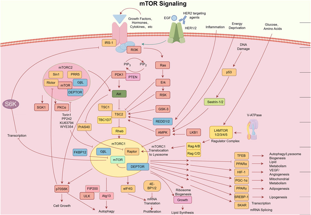 Diagram illustrating the mTOR signaling pathway, detailing interactions between growth factors, hormones, cytokines, and various proteins including IRS-1, RI3K, Akt, mTORC1, and mTORC2. It shows their roles in processes like transcription, cell growth, autophagy, and lipid synthesis. Key components like Rheb, DEPTOR, and others are highlighted, with pathways leading to outputs such as transcription regulation, and energy metabolism.