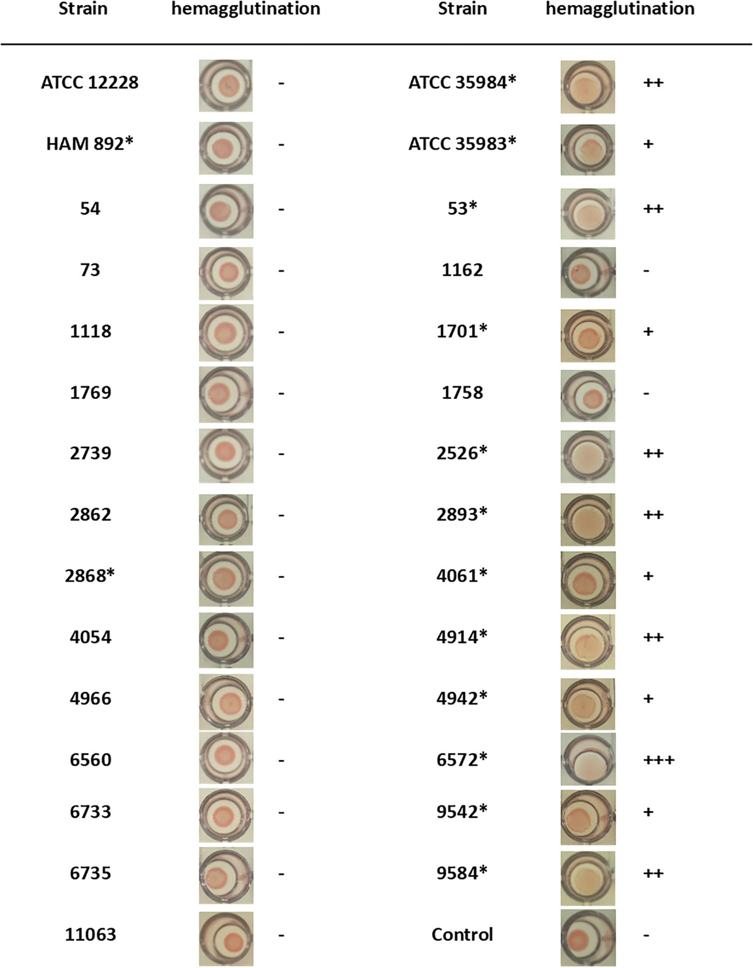 Table displaying various bacterial strains and their hemagglutination results. The left column lists strains with no hemagglutination, showing images of samples. The right column lists strains with hemagglutination levels ranging from negative to triple positive, accompanied by sample images. Some strains are marked with asterisks. Control sample shows no hemagglutination.